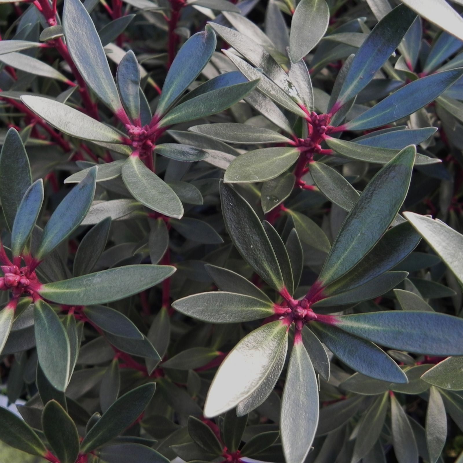 Plants2Gardens Drimys Red Spice 3ltr