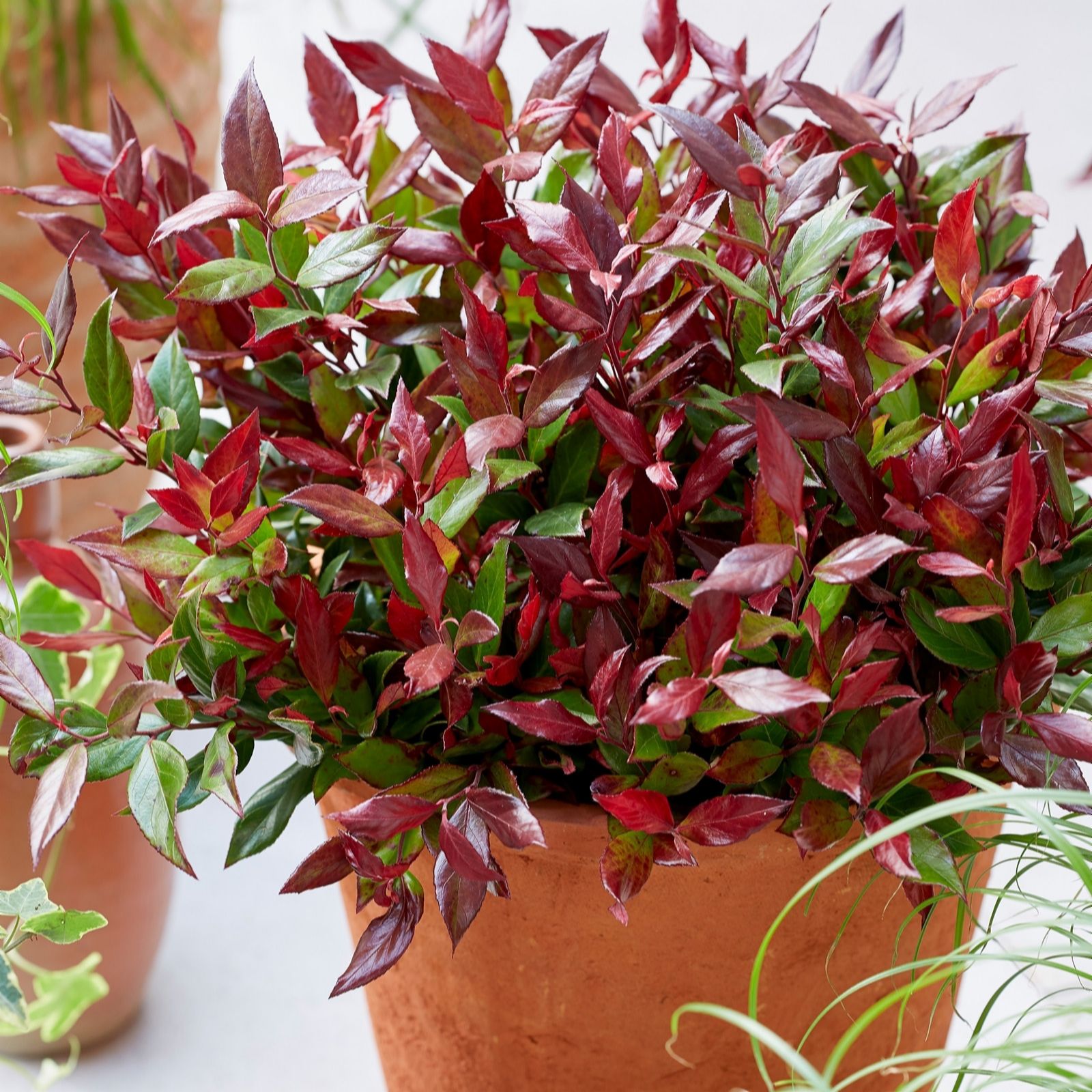 Richard Jackson Leucothoe Little Flames