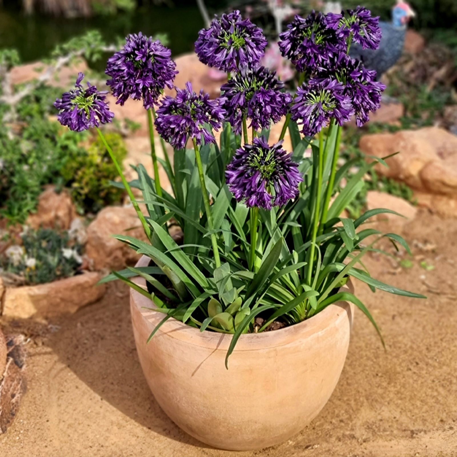 YouGarden Agapanthus 'Black Jack' in 9cm pots x3