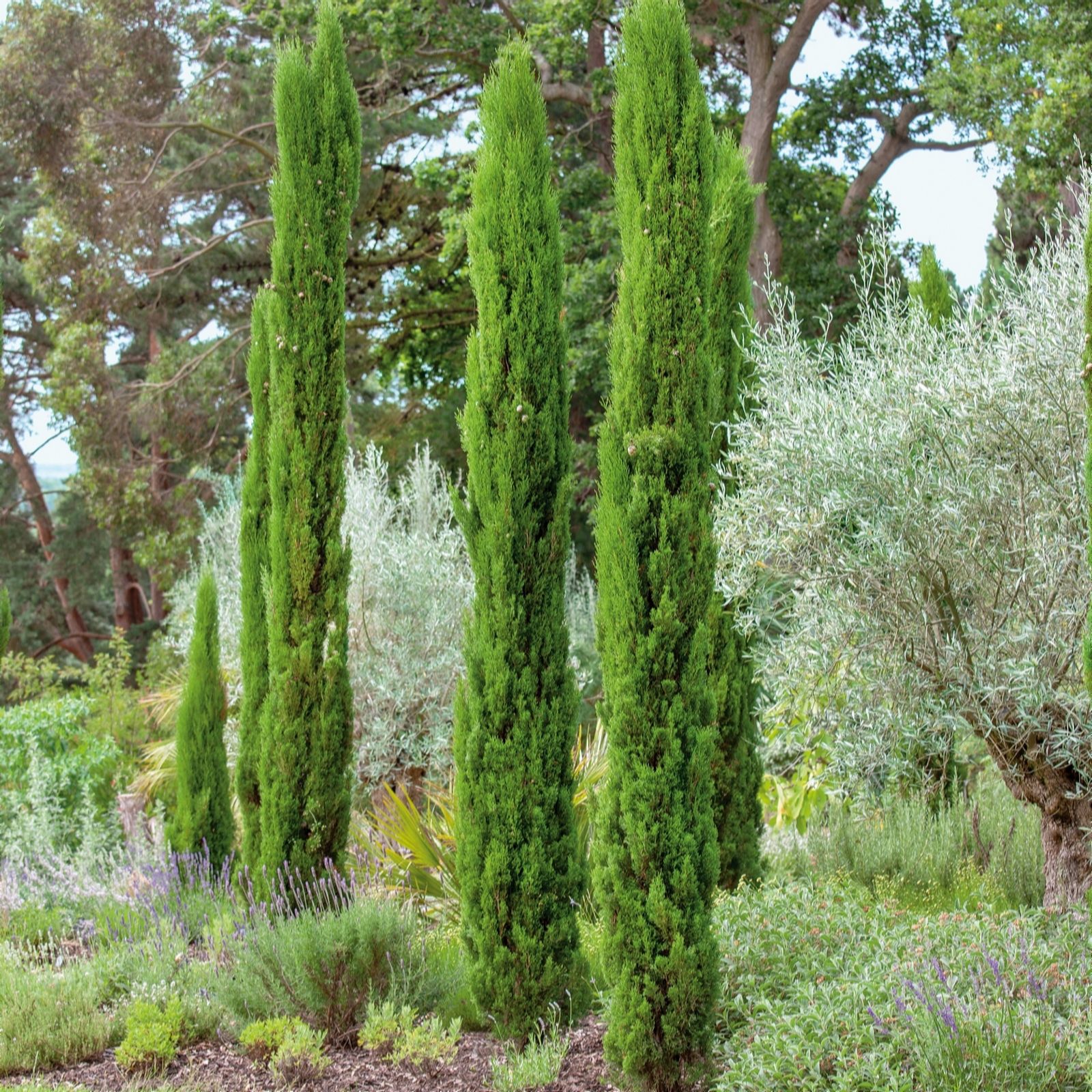 Plants2Gardens Cupressus Totem in 10 Litre Pot