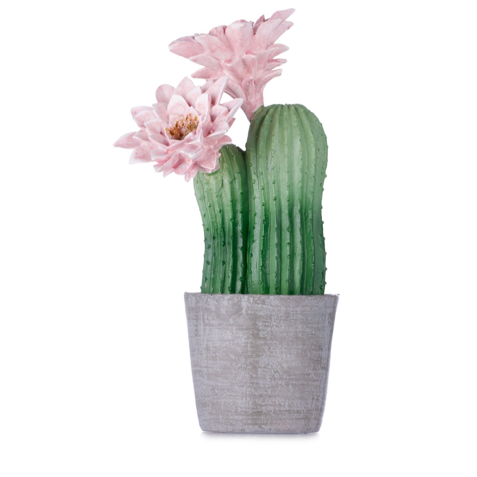 Outlet Garden Reflections Cactus and Plant Decoration