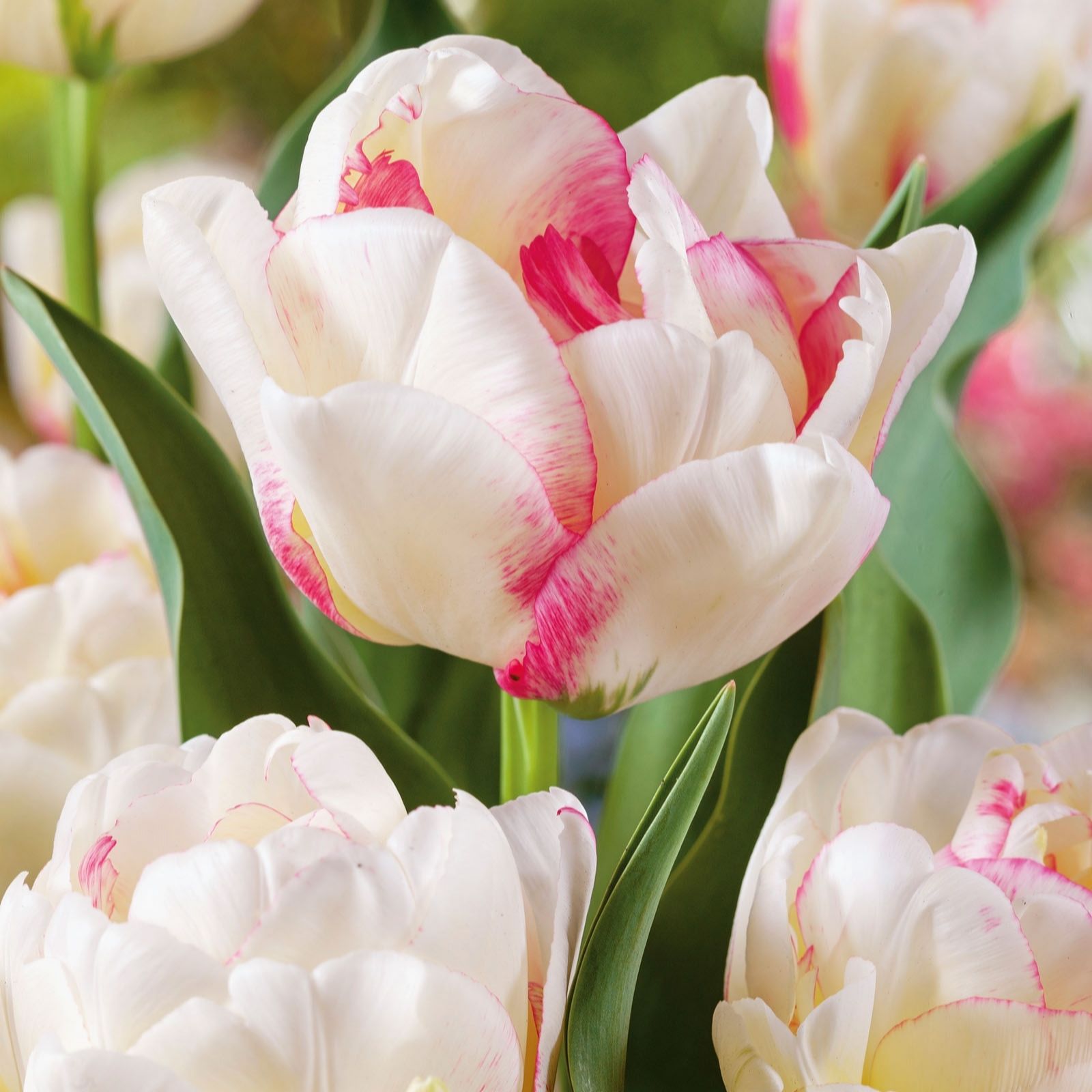 Plants2Gardens Tulip Double Shake