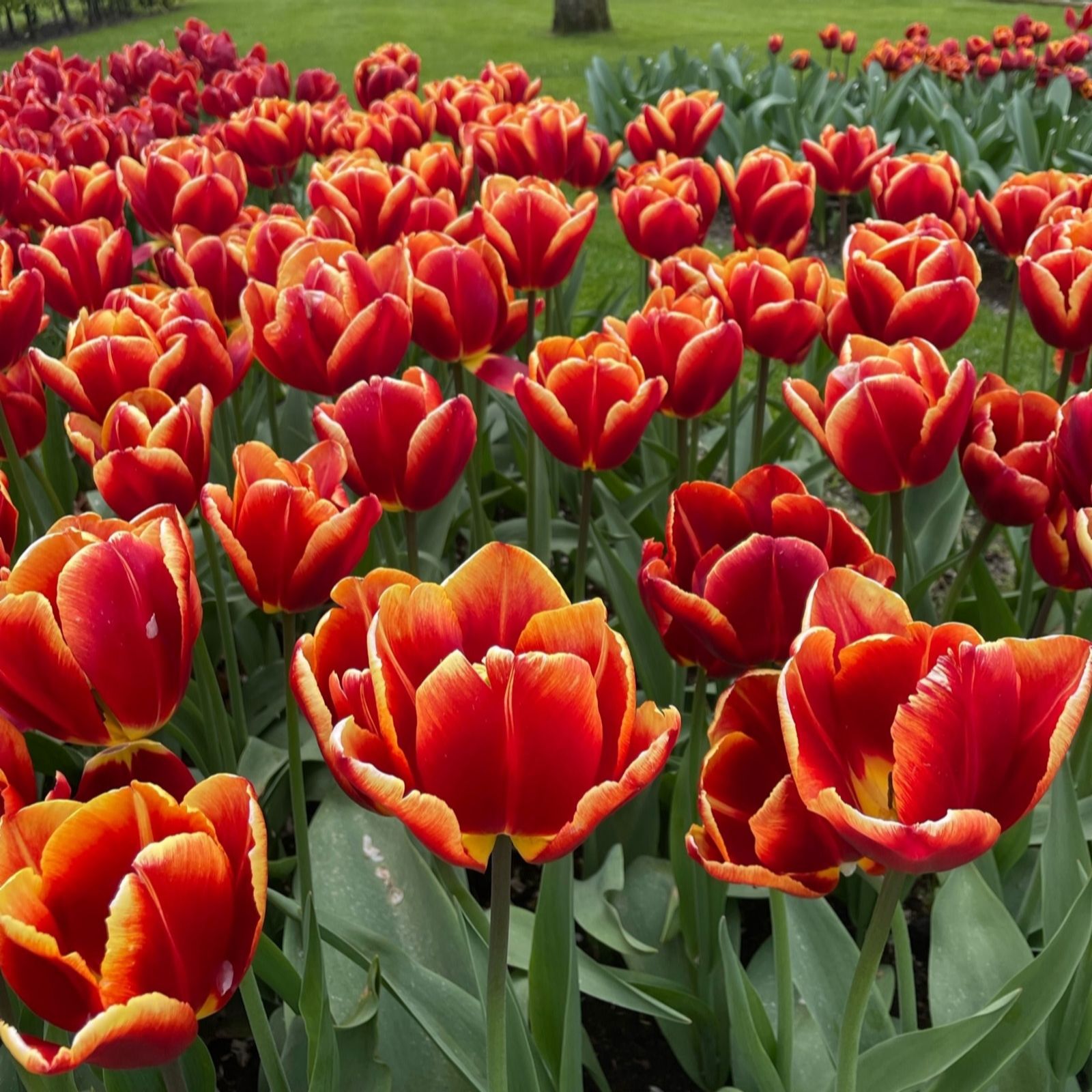 Thompson & Morgan Tulip High Rola 16 Bulbs