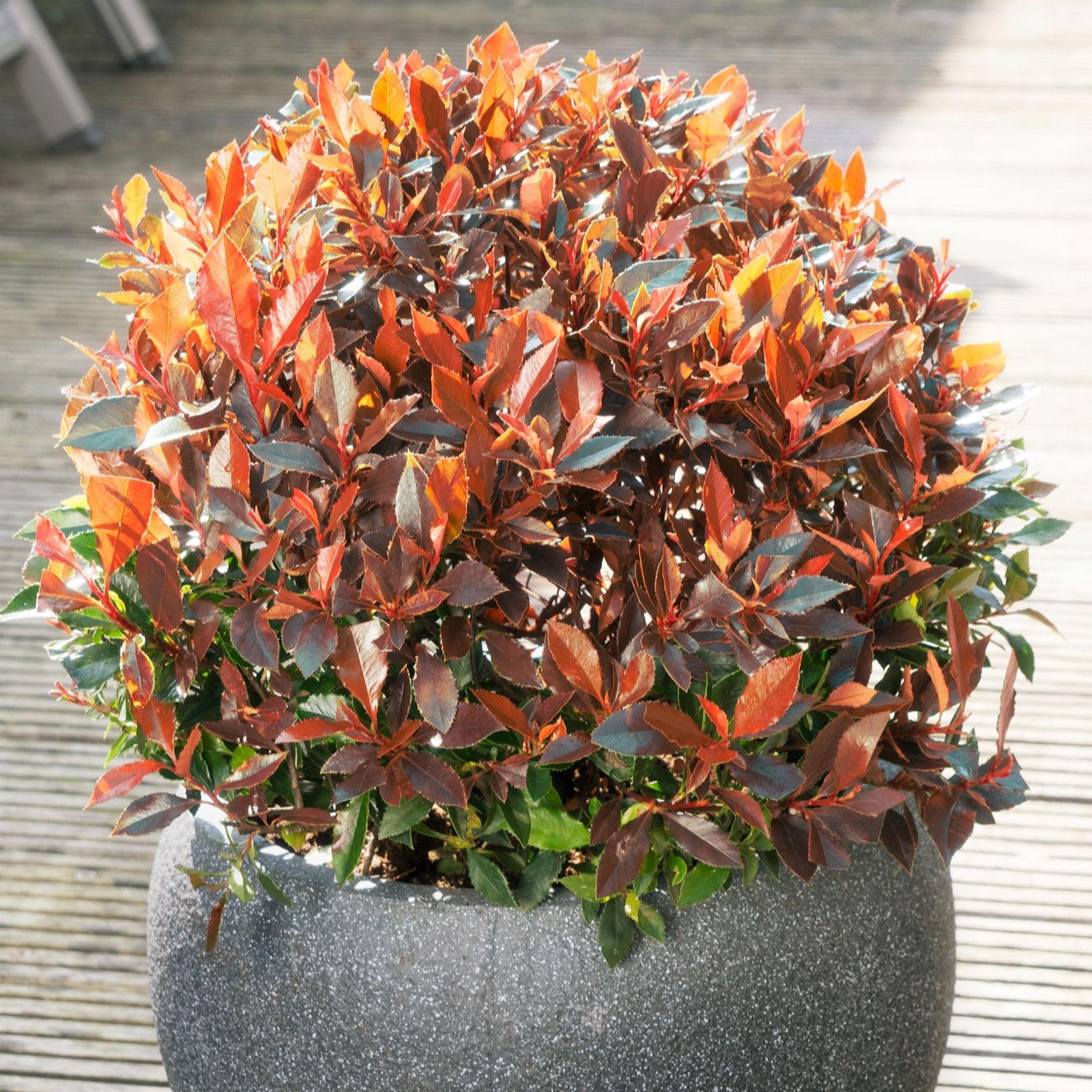 Richard Jackson Photinia Red Balloon 2.3l pot