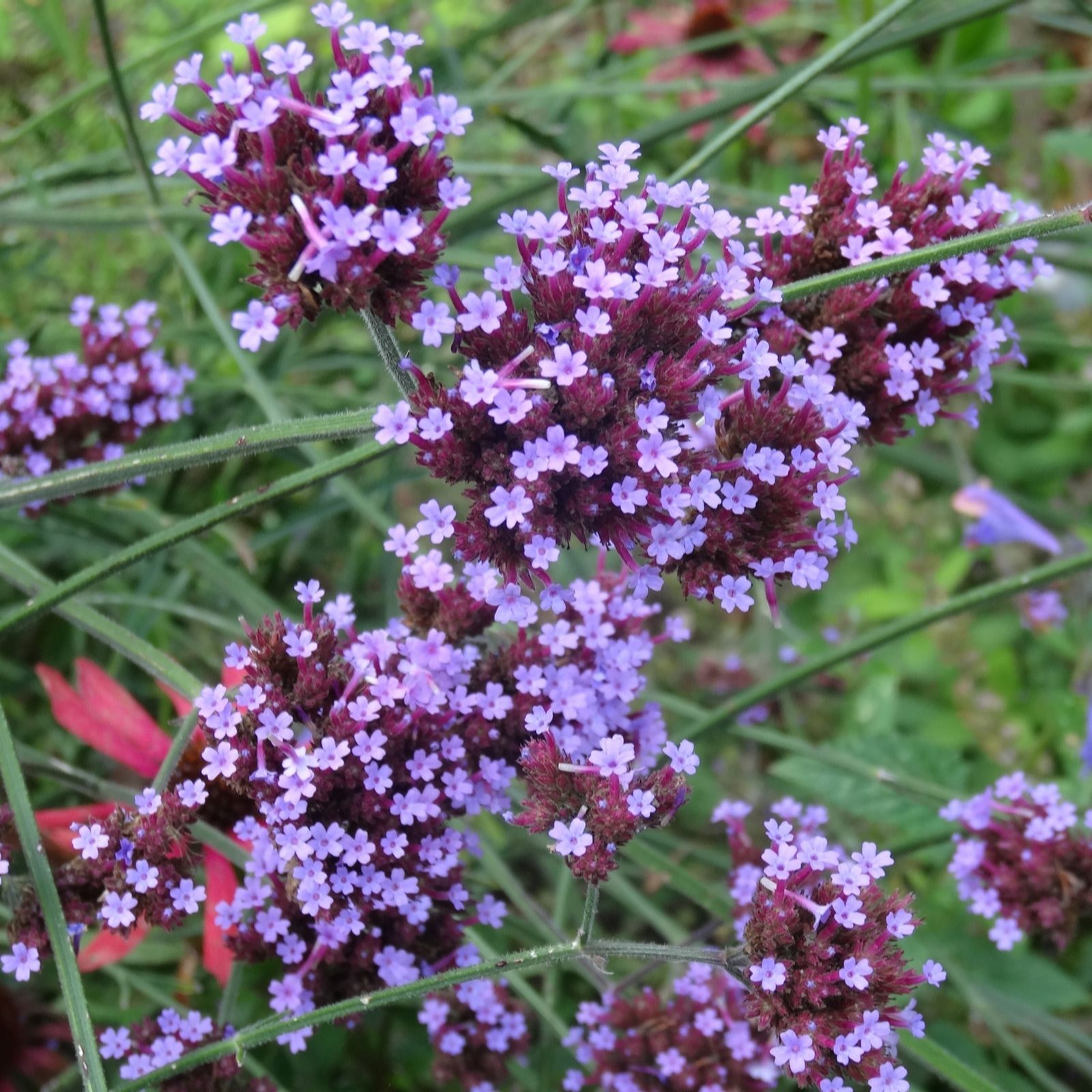 Plants2Gardens Verbena Lollipop 3 x 9cm