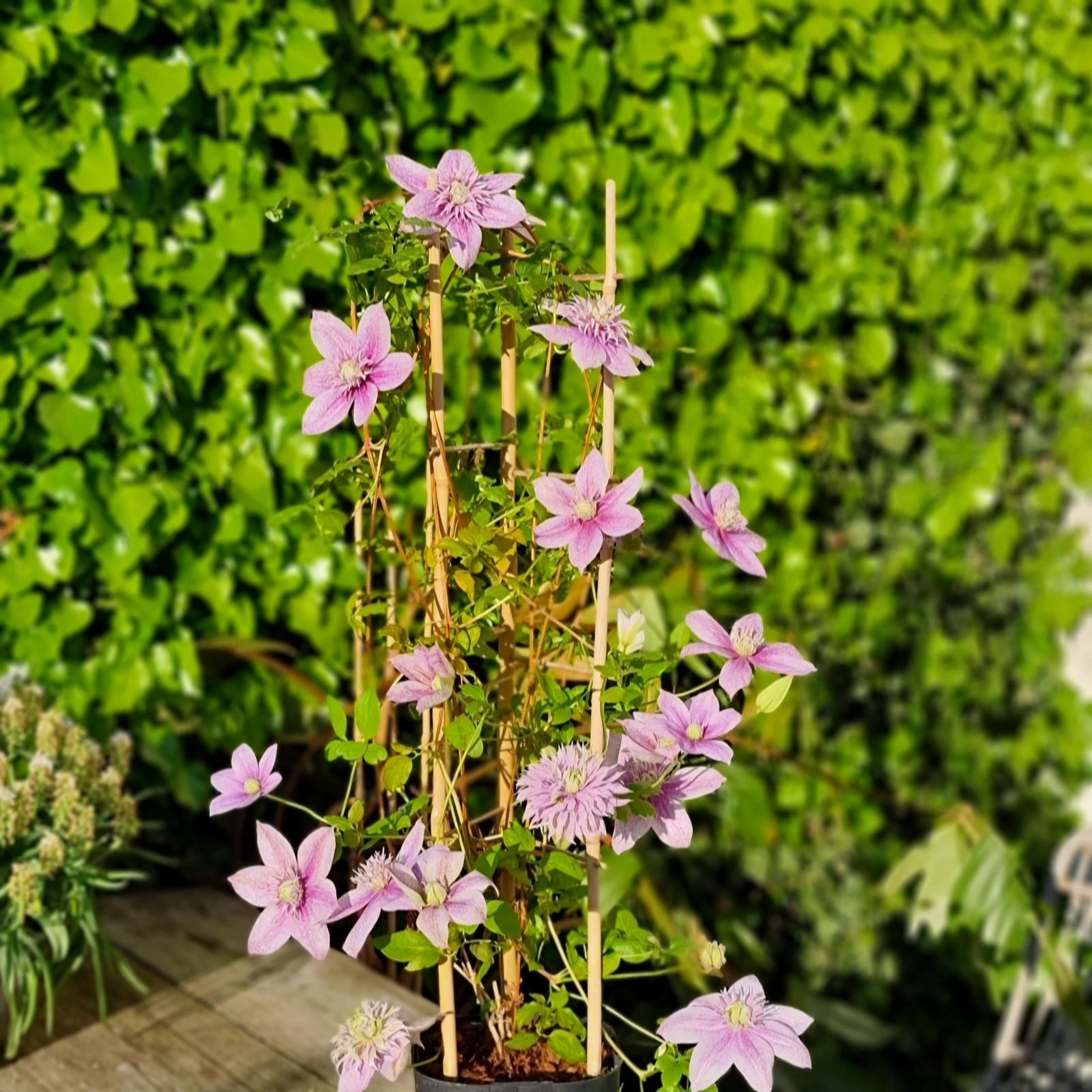 Thompson & Morgan 9cm x 2 Clematis Mochi & Tower Pot