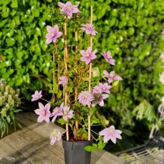 Thompson & Morgan 9cm x 2 Clematis Mochi & Tower Pot
