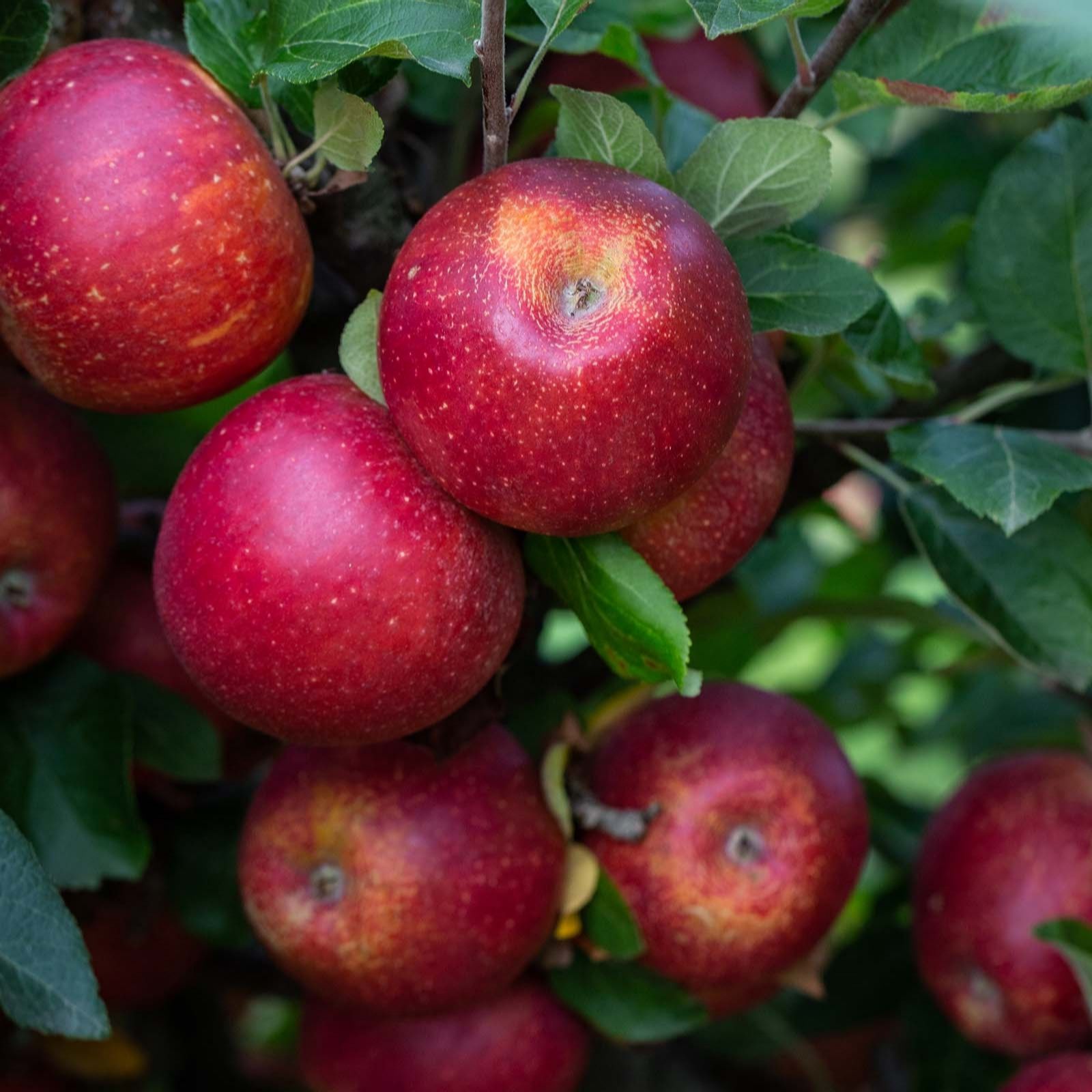 Frank P Matthews Apple Red Windsor Bare Root