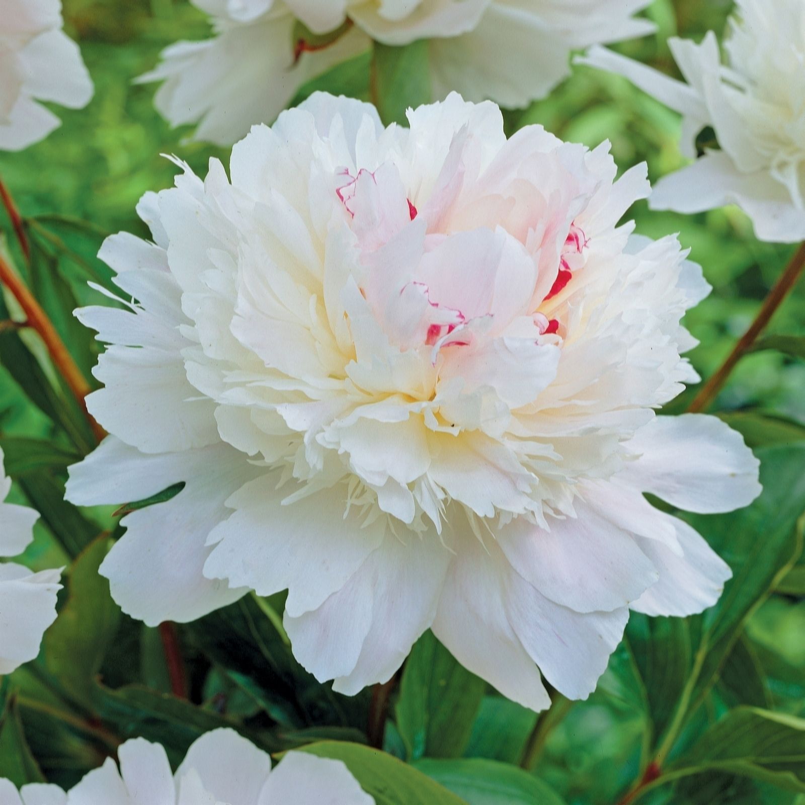 de Jager Scented Double Paeonia Bare Roots x 3