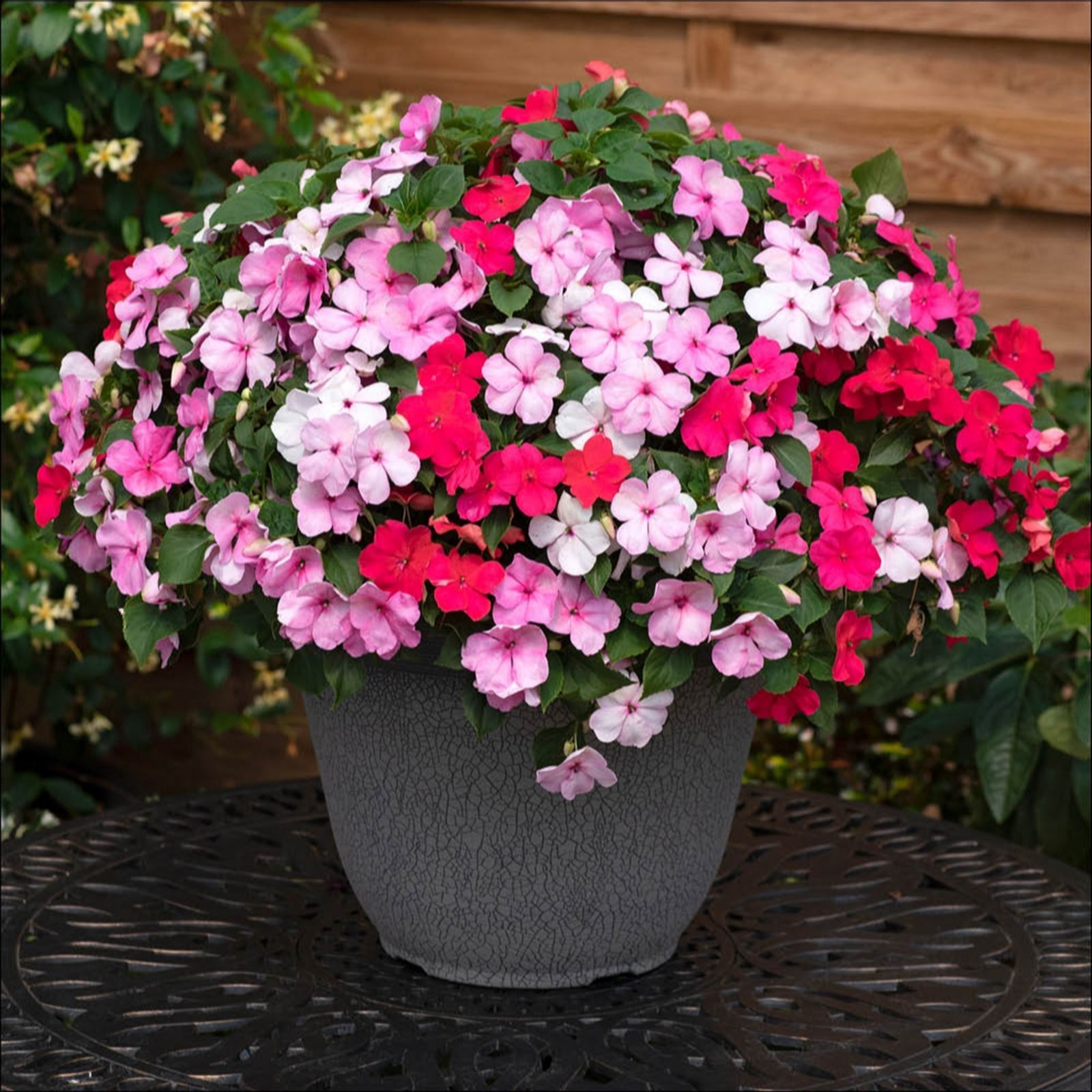 YouGarden Busy Lizzie 'Beacon Raspberry' Garden Ready Plants x20