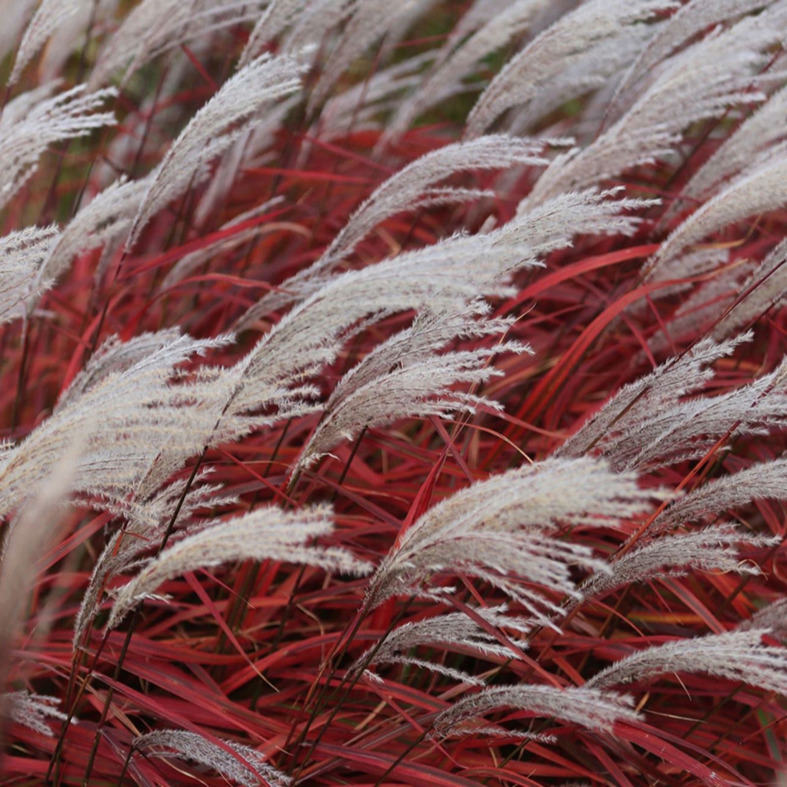 YouGarden Miscanthus 'Lady in Red' in 9cm pots x3