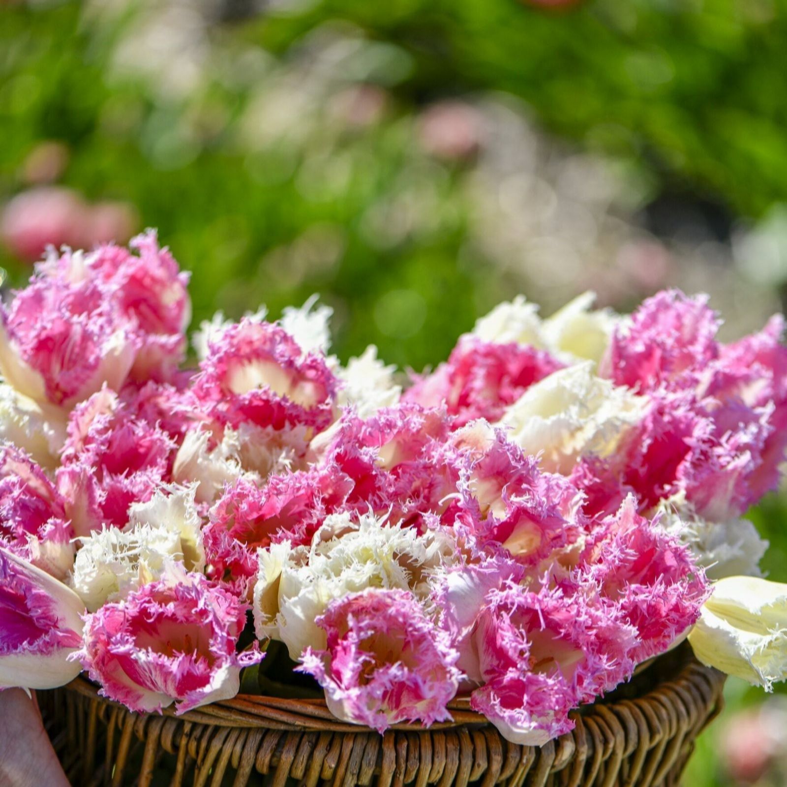 Thompson & Morgan Tulip Strawberry Frost 16 Bulbs