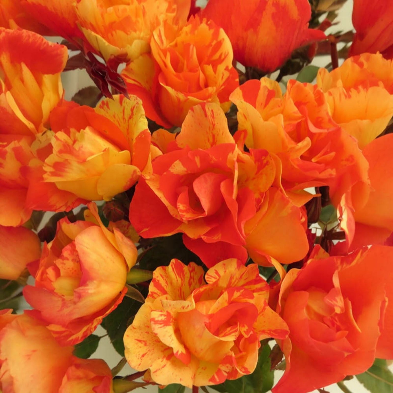 YouGarden Rose 'Watford Forever' Bare Root