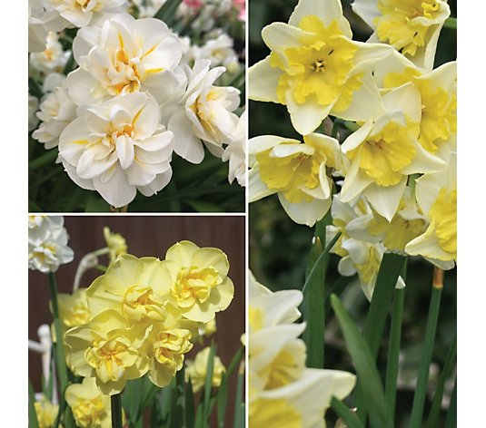 Precious Plants Fragrant Bouquet Daffodils 15x bulbs mixed sizes 10/12