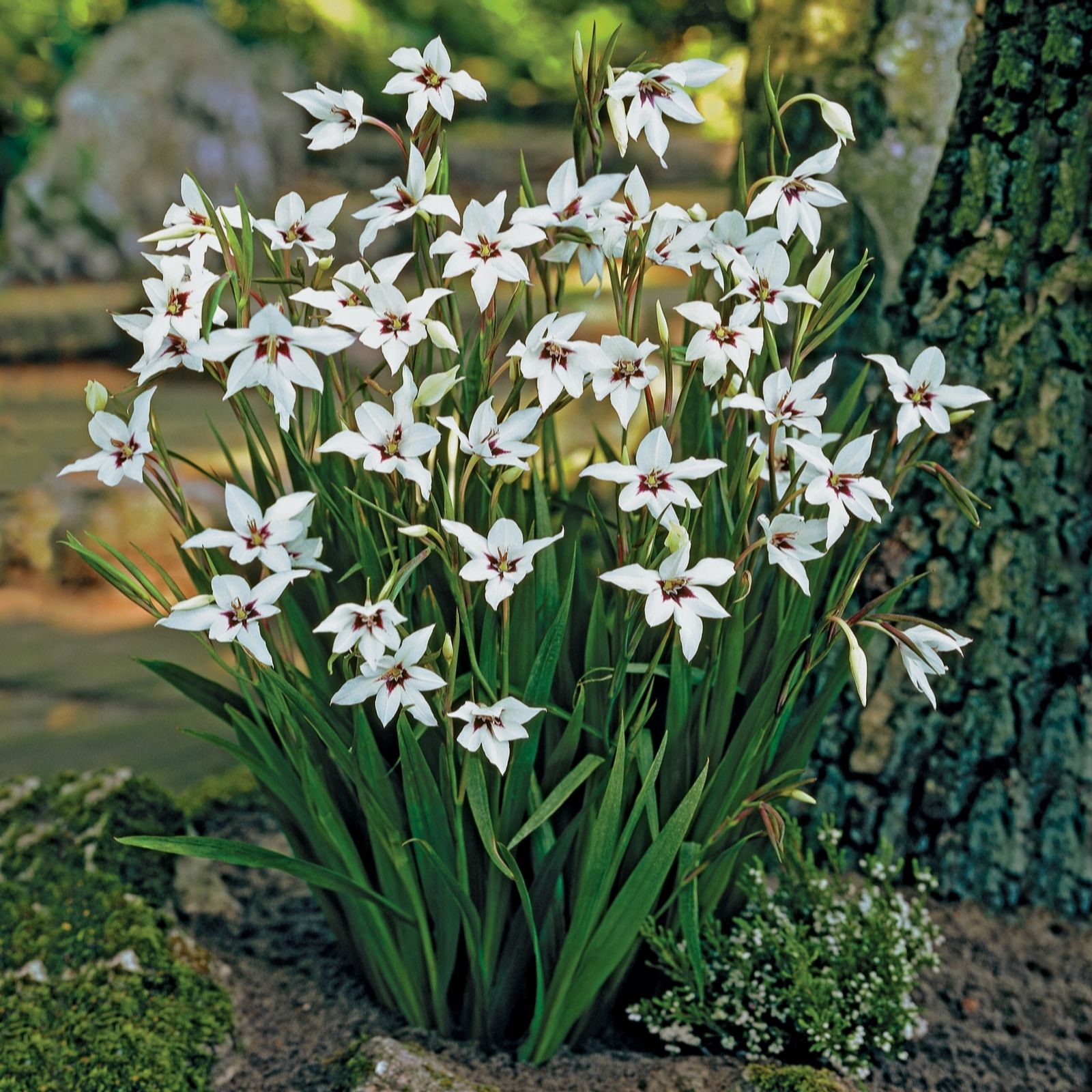 de Jager 50x Hardy Gladiolus Murielae 6/8cm Bulbs