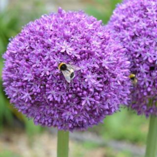 Plants2Gardens Allium Ambassador 3 x Bulbs