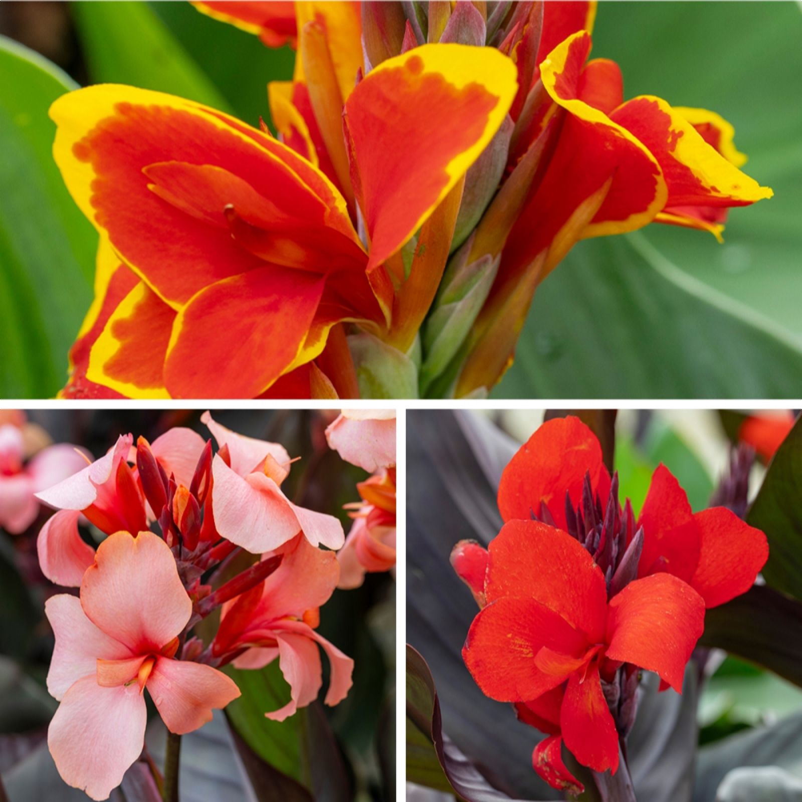YouGarden Canna Cannova Collection 9cm x3