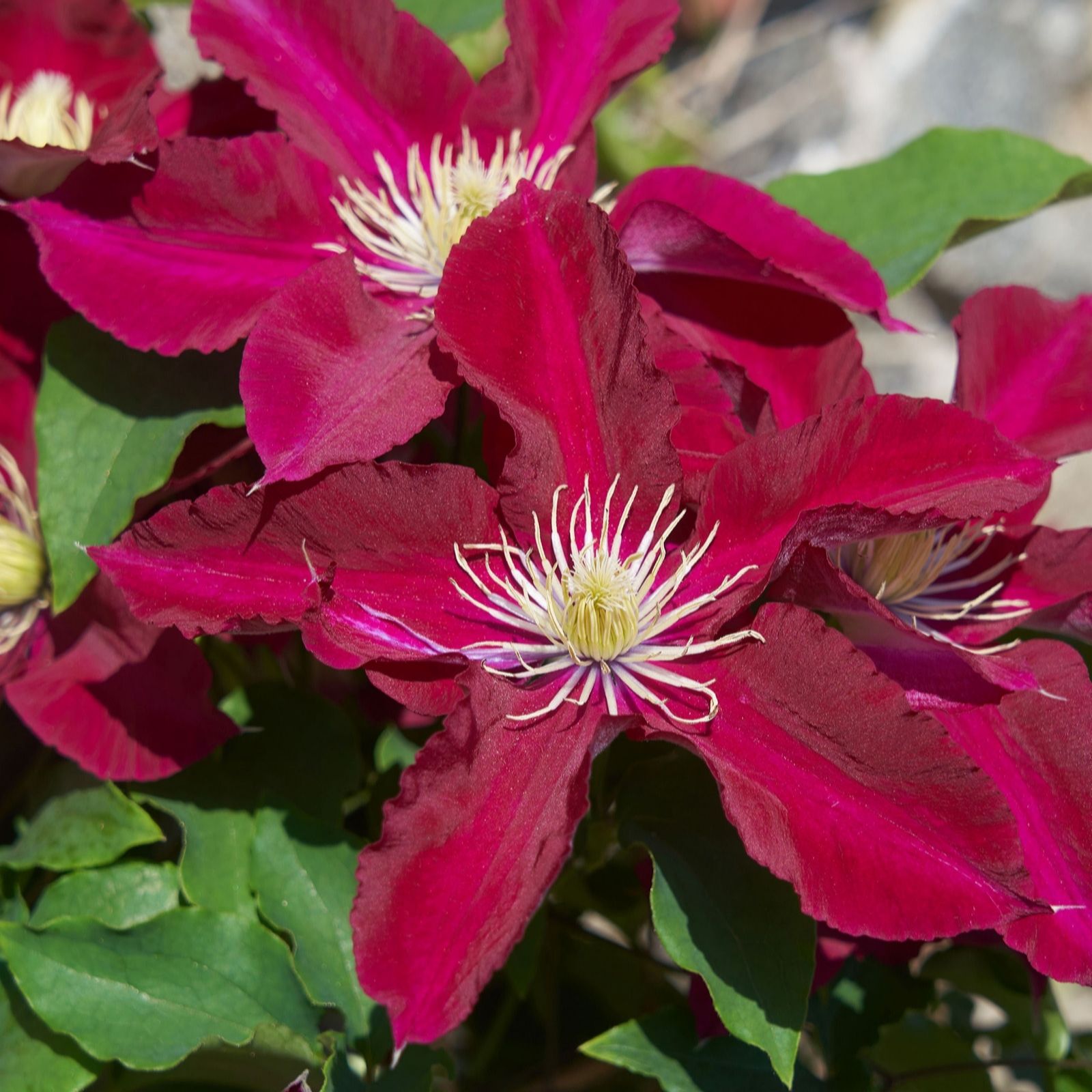 Richard Jackson Clematis Elpis