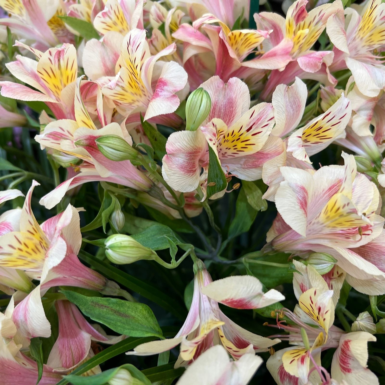 Hayloft Plants Alstroemeria  Litre Pots x 3