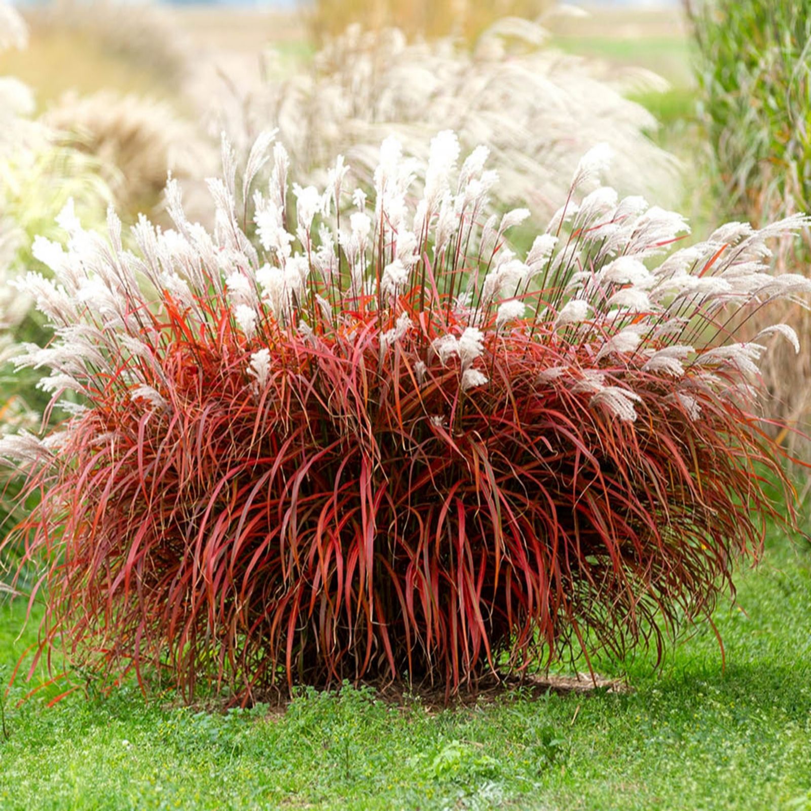 YouGarden Miscanthus 'Lady in Red' Plug Plants x3