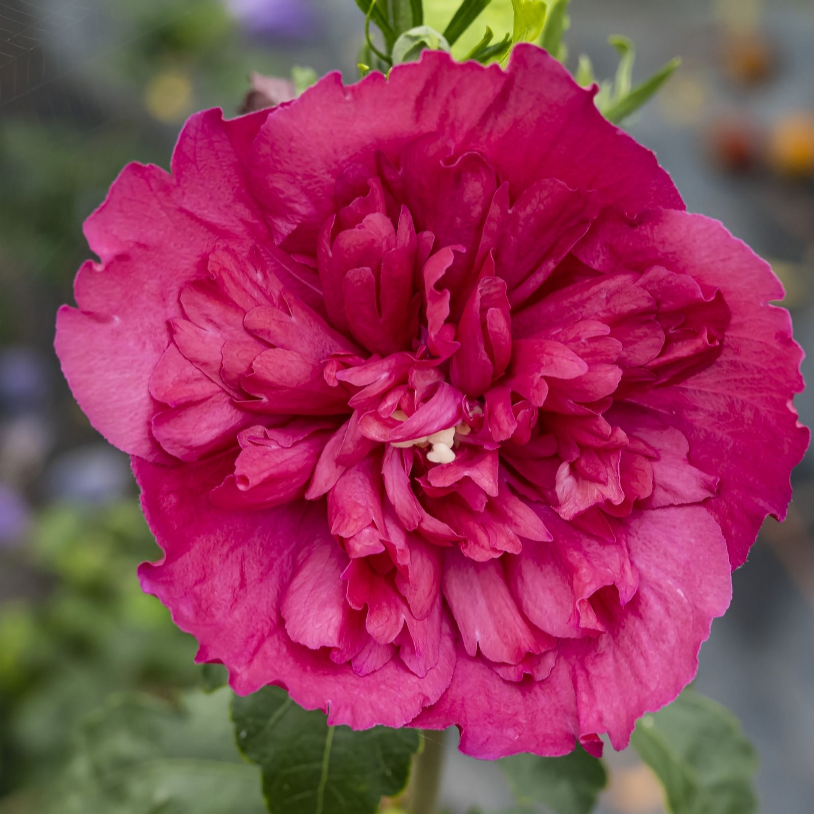 Plants2Gardens Hibiscus Ruby Chiffon in 3 Litre Pot
