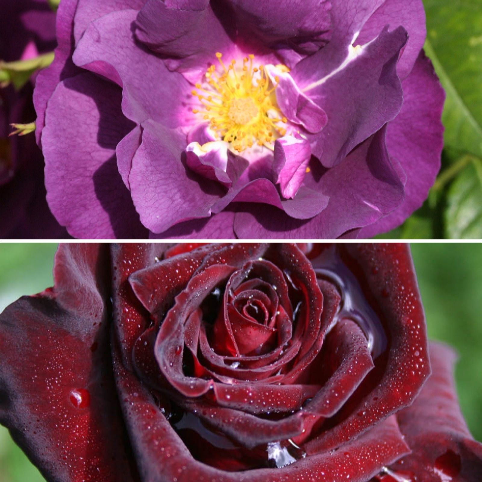 YouGarden Pair of Black & Blue Rose Bare Roots