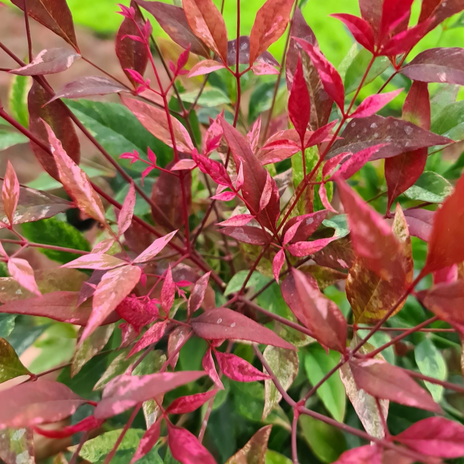 Richard Jackson Nandinia Red Light 2l pot