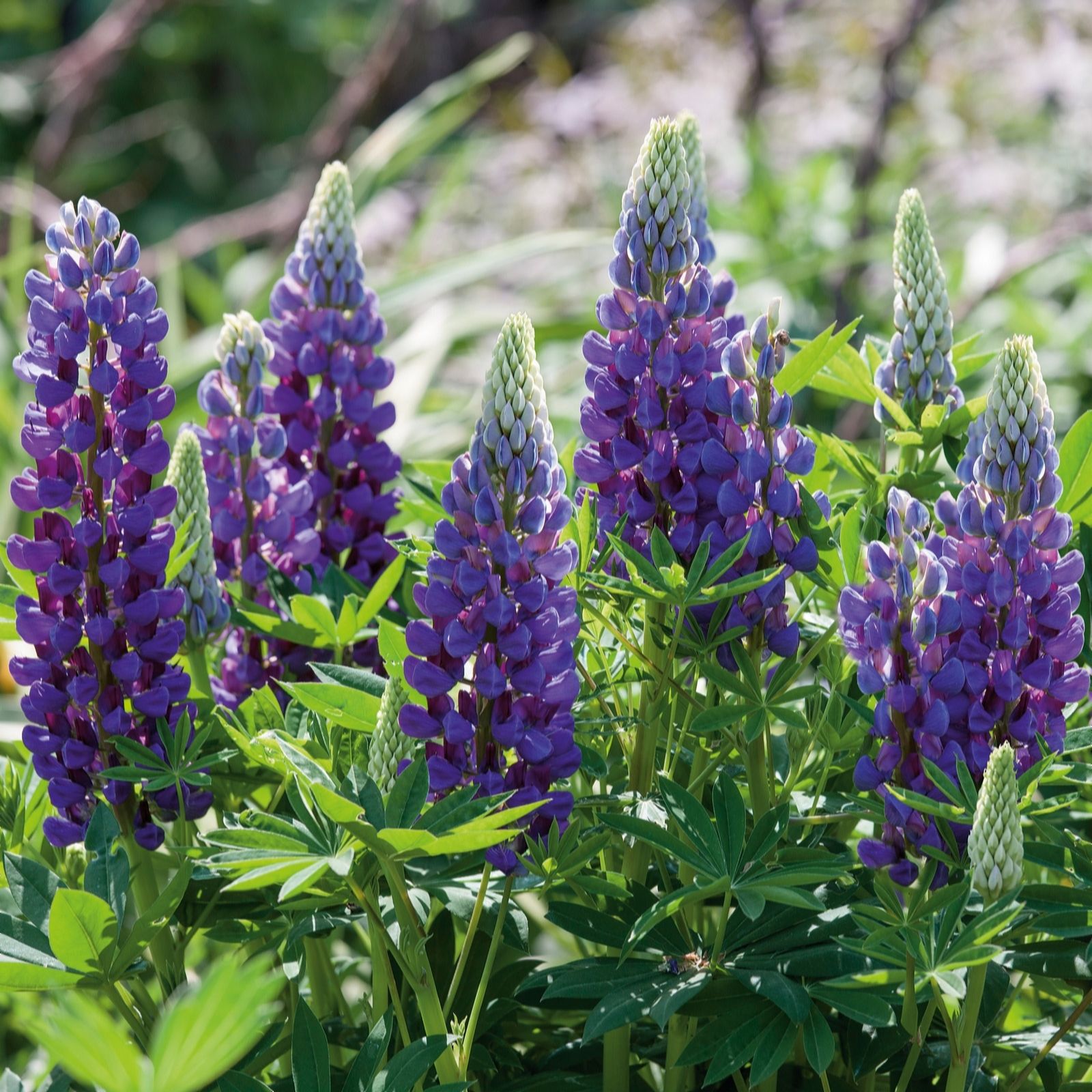 Plants2Gardens Lupin Lupini Collection 3 x 2ltr