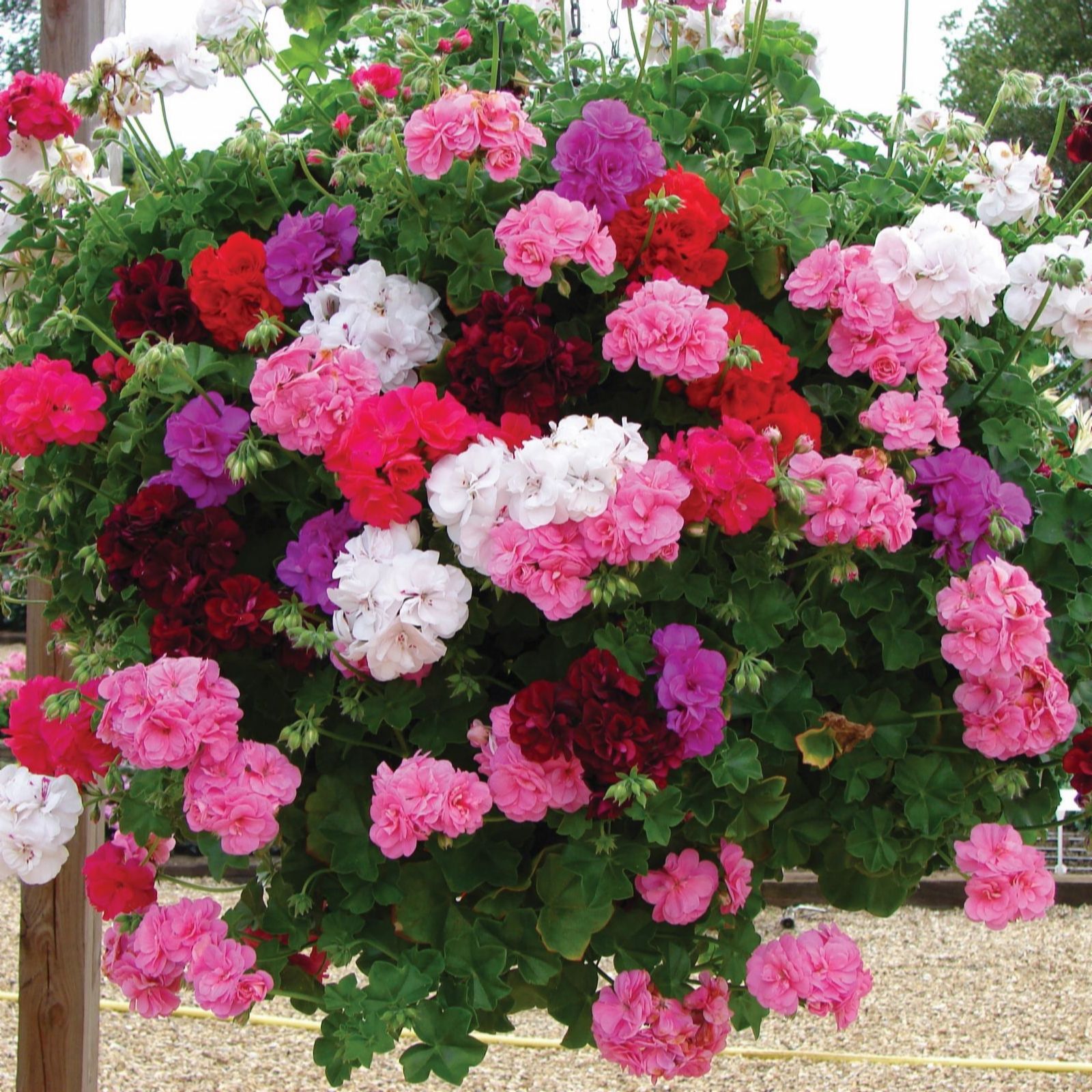 Thompson & Morgan Geranium Trailing Rosebud Collection Garden-Ready x 5