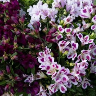 Thompson & Morgan Alstroemeria Purple Passion Collection x 3 Jumbo Plugs +Pot