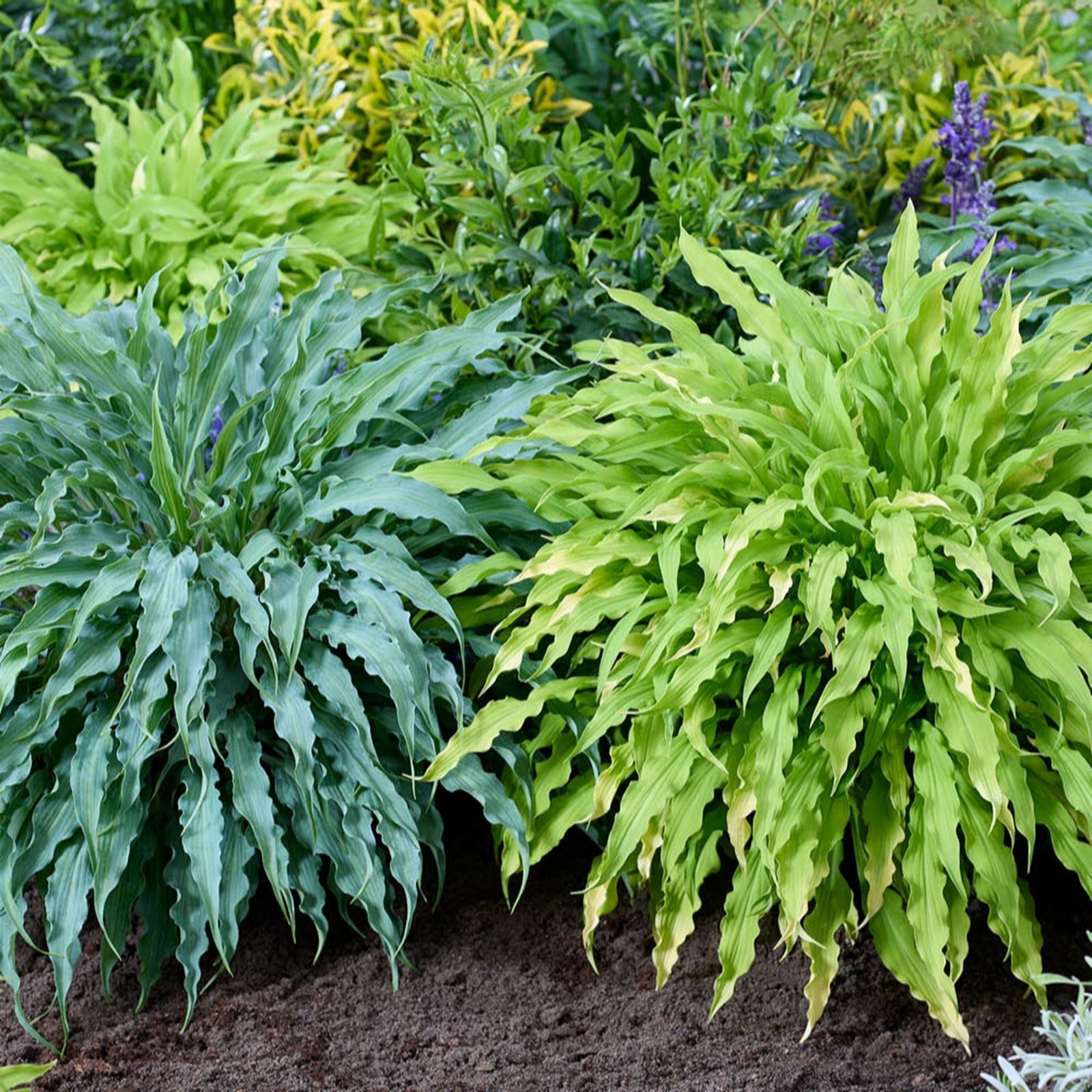 YouGarden Hosta 'Twist and Shout' Collection in 12cm Pots
