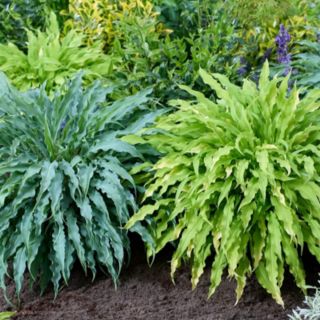 YouGarden Hosta 'Twist and Shout' Collection in 9cm Pots