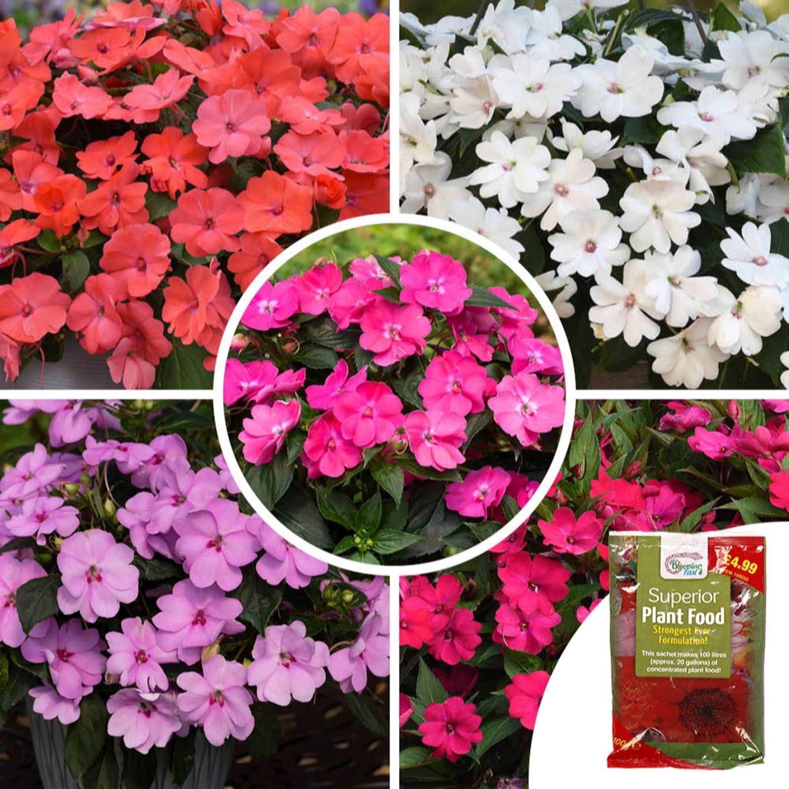 Busy Lizzie 'Solarscape' Garden Ready Plants x20 & 100g Fertiliser