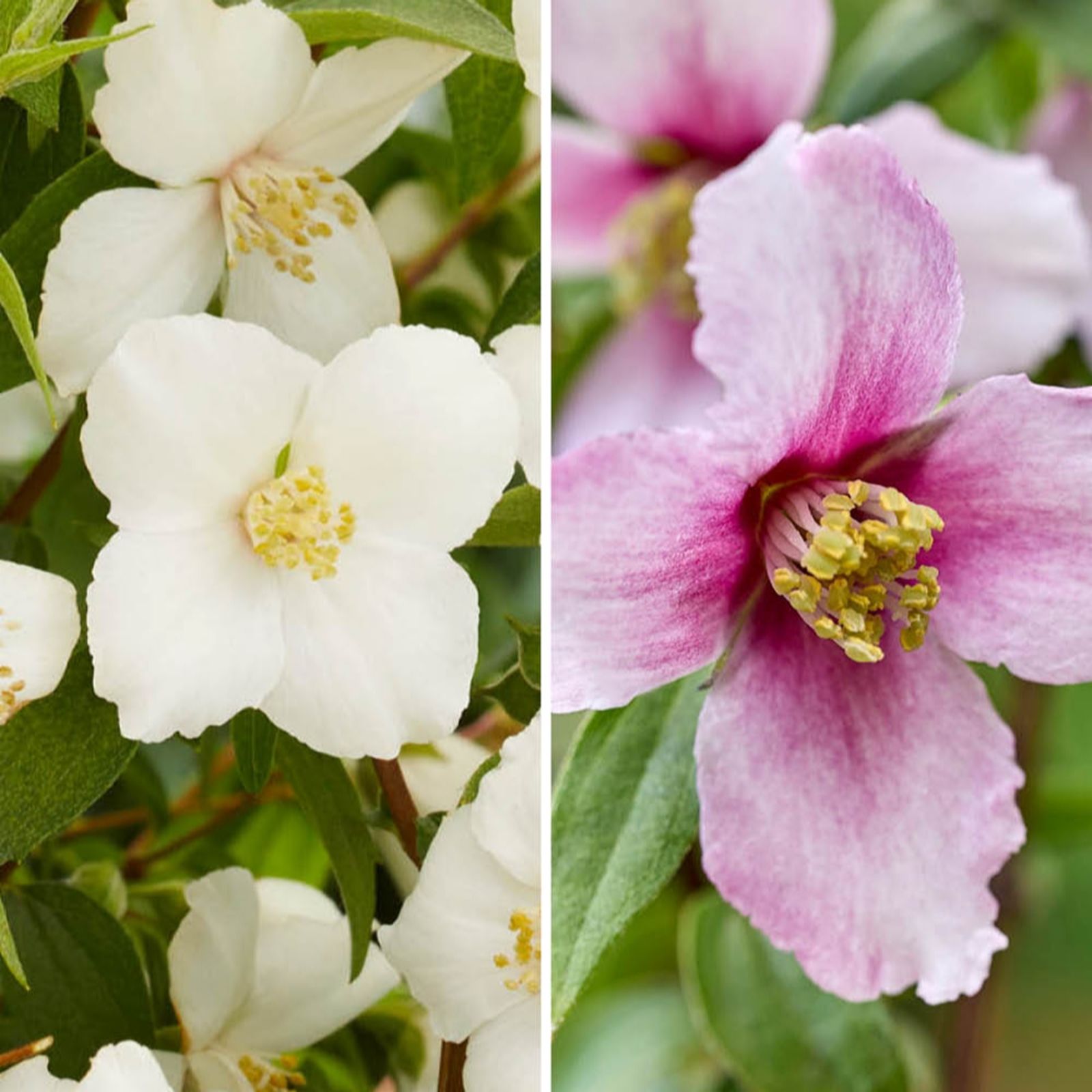 YouGarden Philadelphus Petite Perfume Pink & White Collection