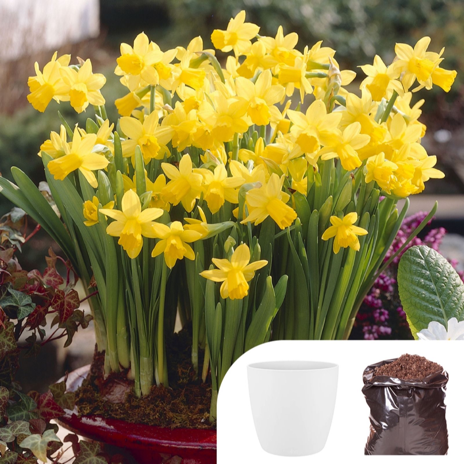 YouGarden Indoor Tete a Tete Kit