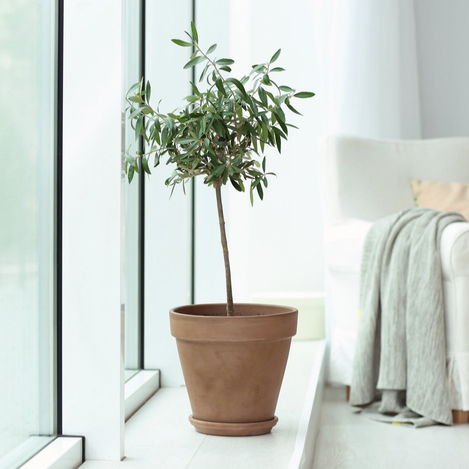 Thompson & Olive Tree Standard 24cm Pot x 1 QVC UK