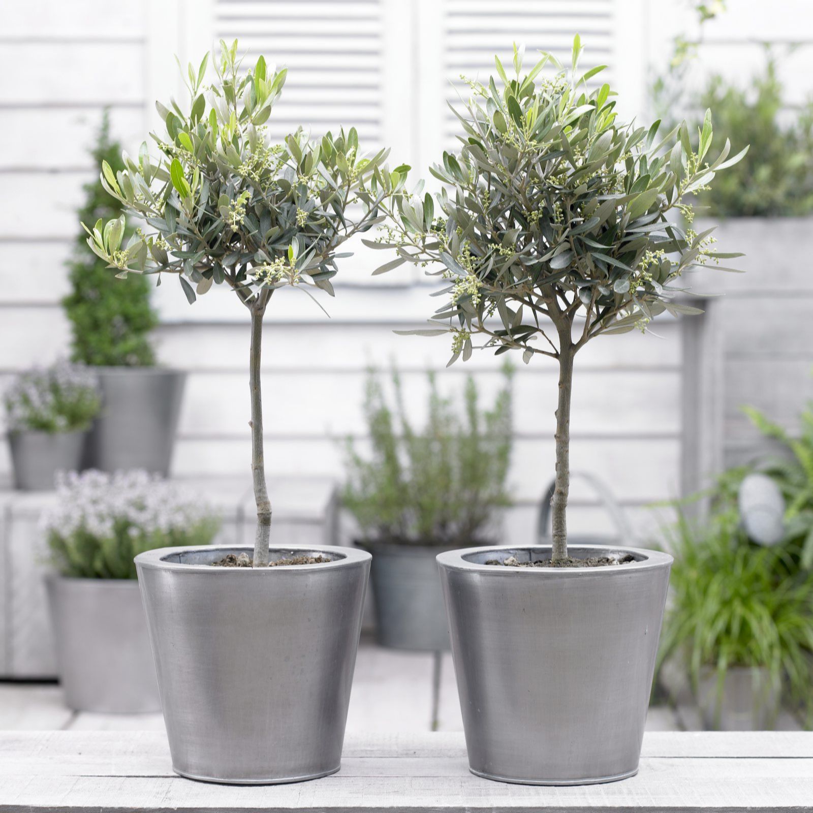 Thompson & Olive Tree Standard 24cm Pot x 1 QVC UK