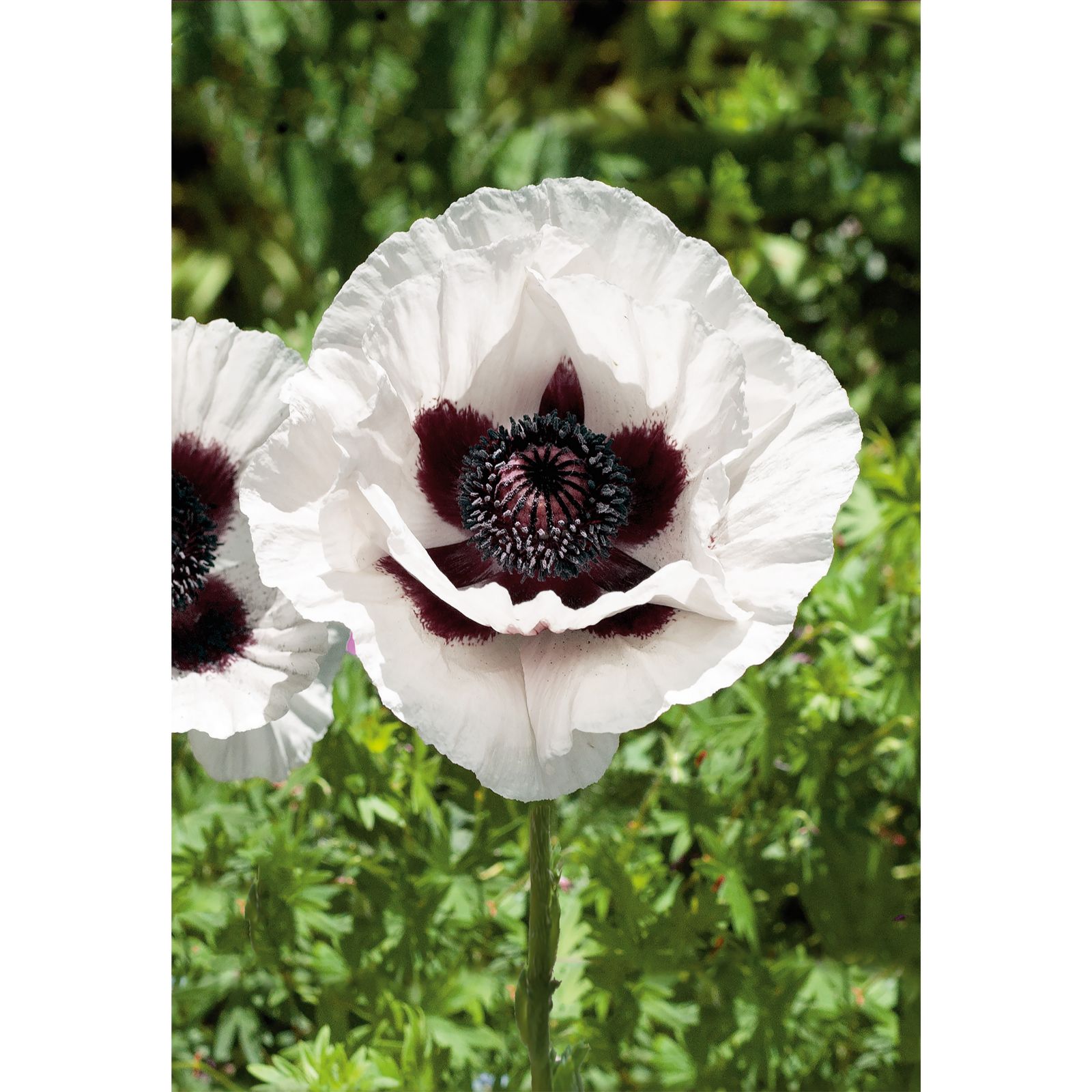 Plants2Gardens Papaver Collection 6 x 6cm - QVC UK