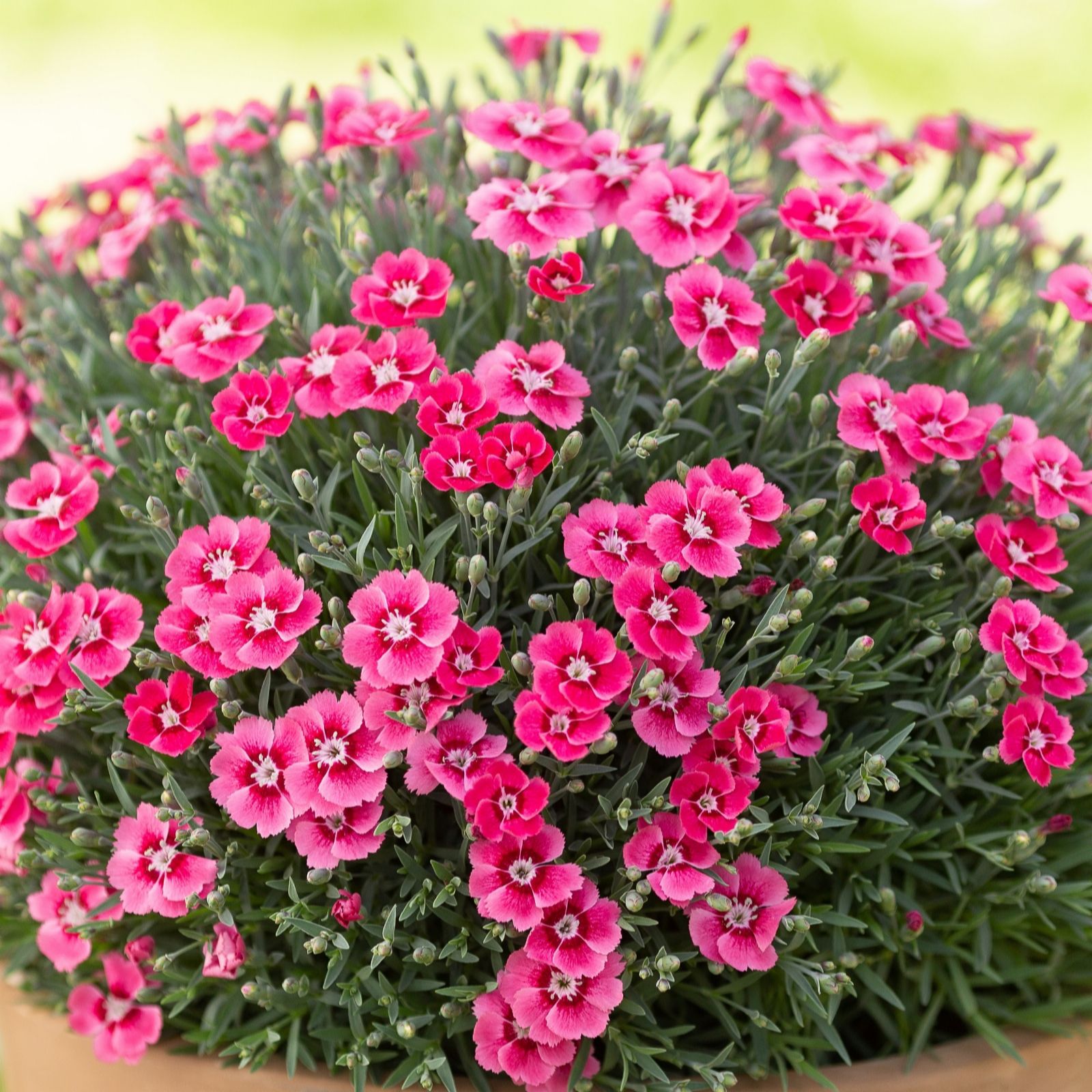 Richard Jacksons Nursery Fresh Perennial Scented Pinks 5x 3cm plug