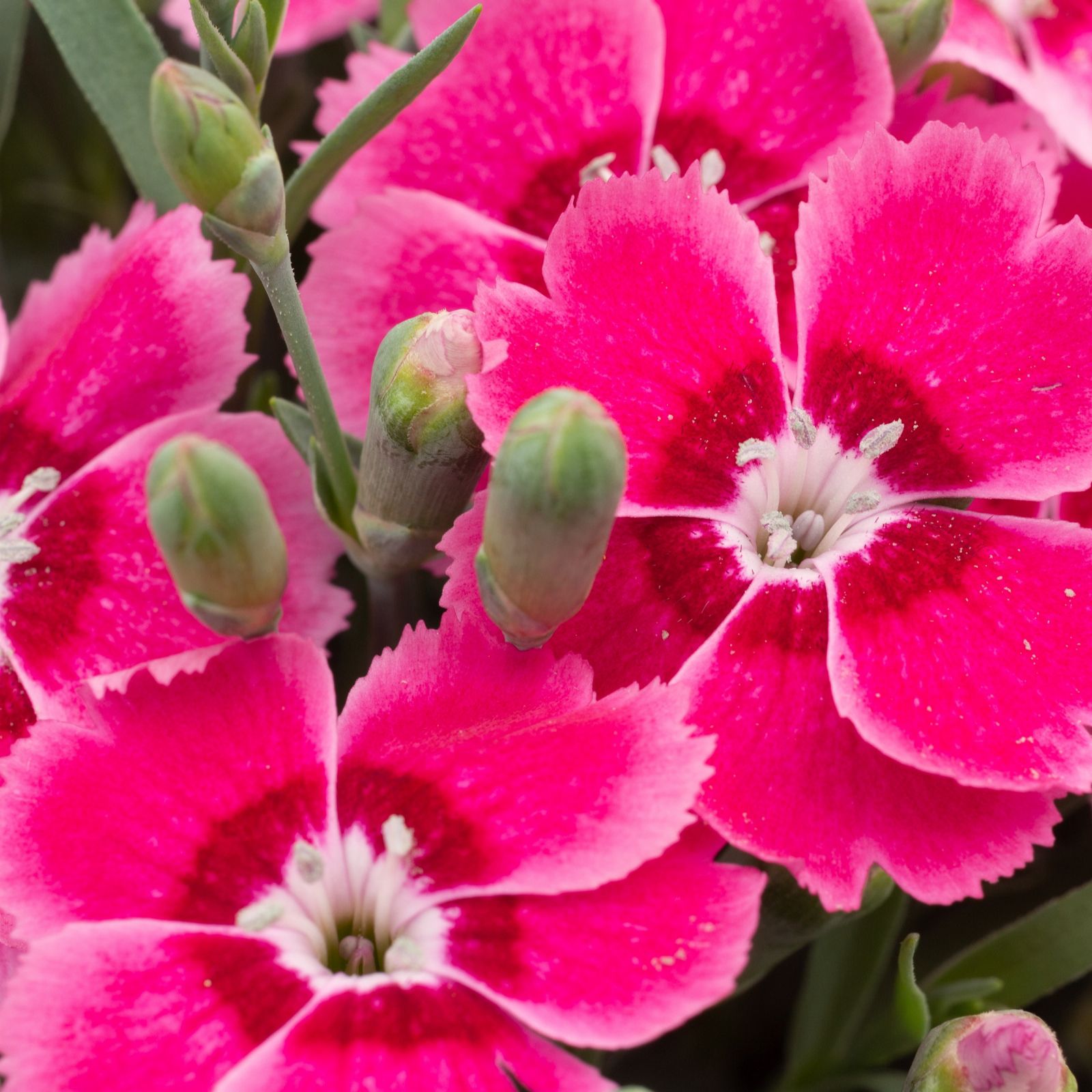 Richard Jacksons Nursery Fresh Perennial Scented Pinks 5x 3cm plug