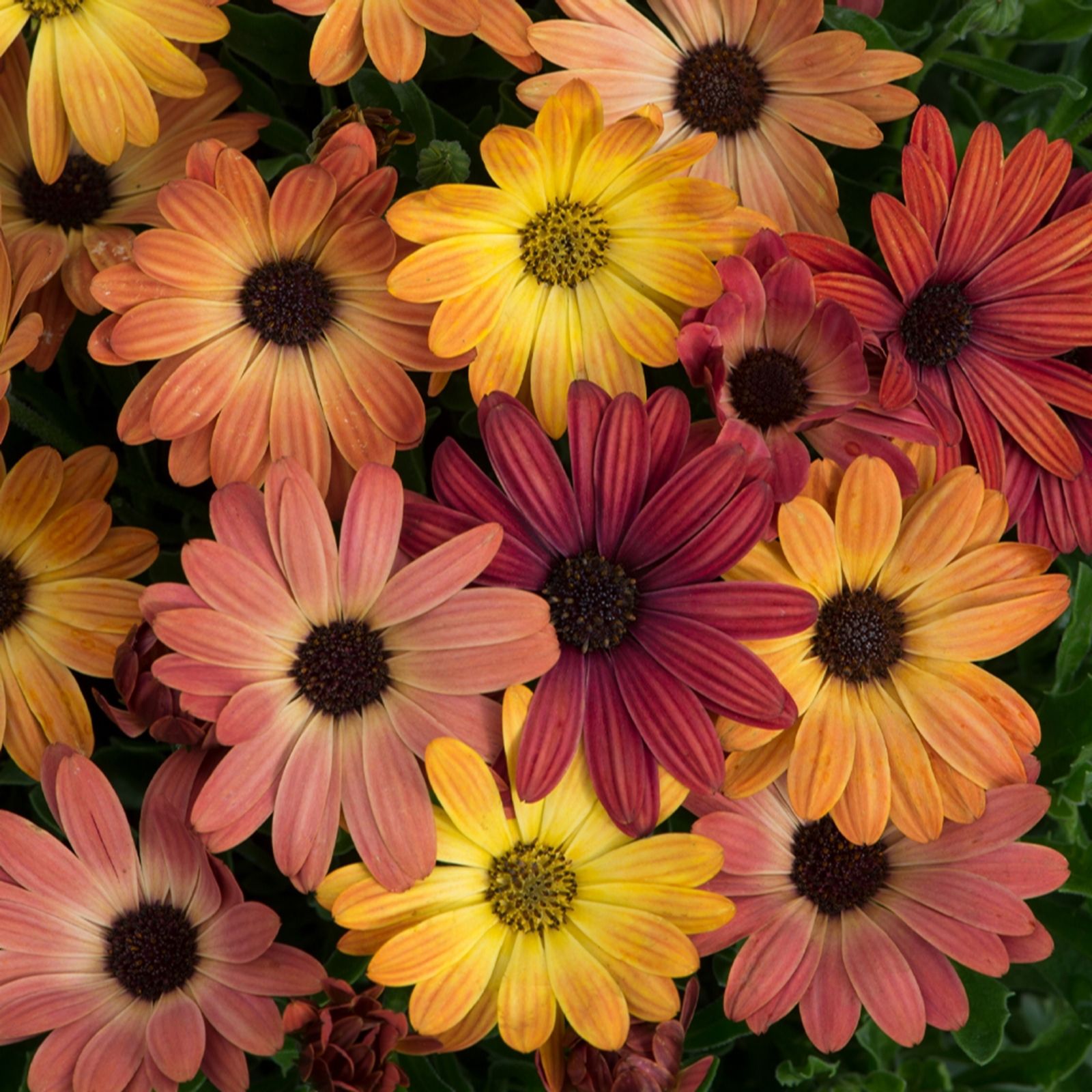 YouGarden Osteospermum 'Akilla Sunset' Shades Garden Ready Plants x20