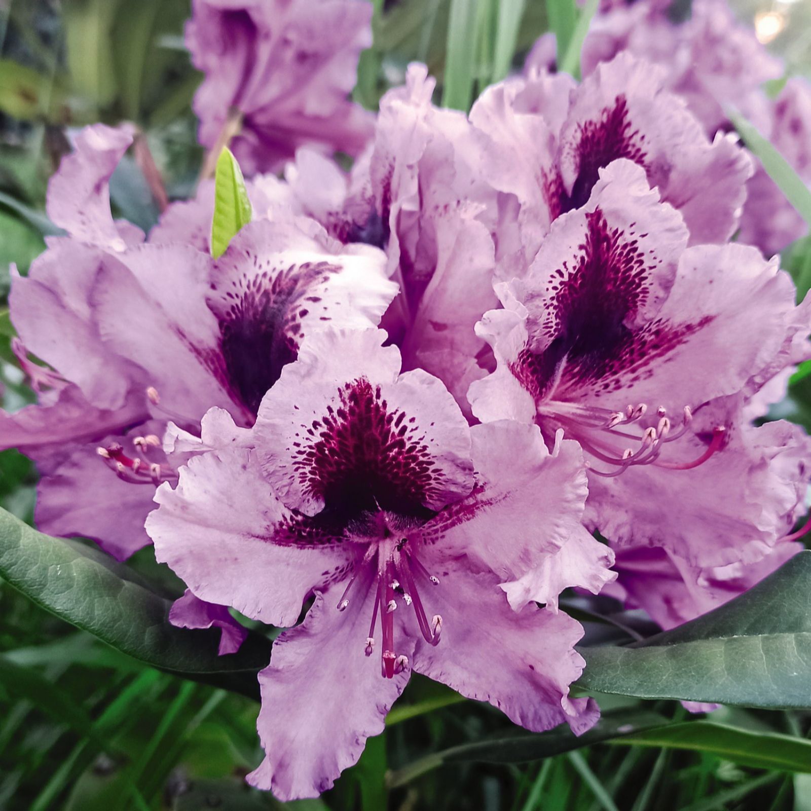 Thompson & Morgan Rhododendron XXL 23cm Pot x 1