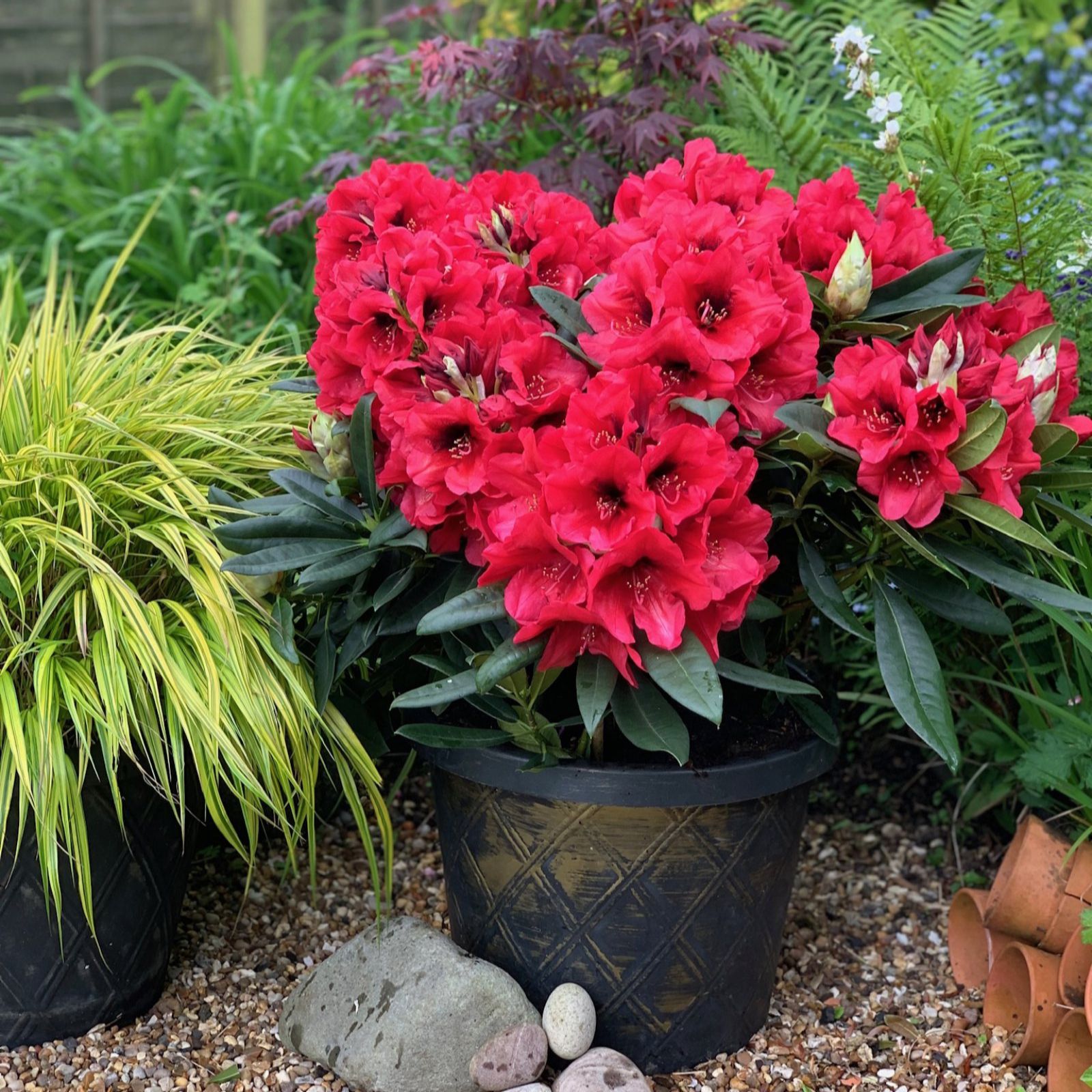 Thompson & Morgan Rhododendron XXL 23cm Pot x 1