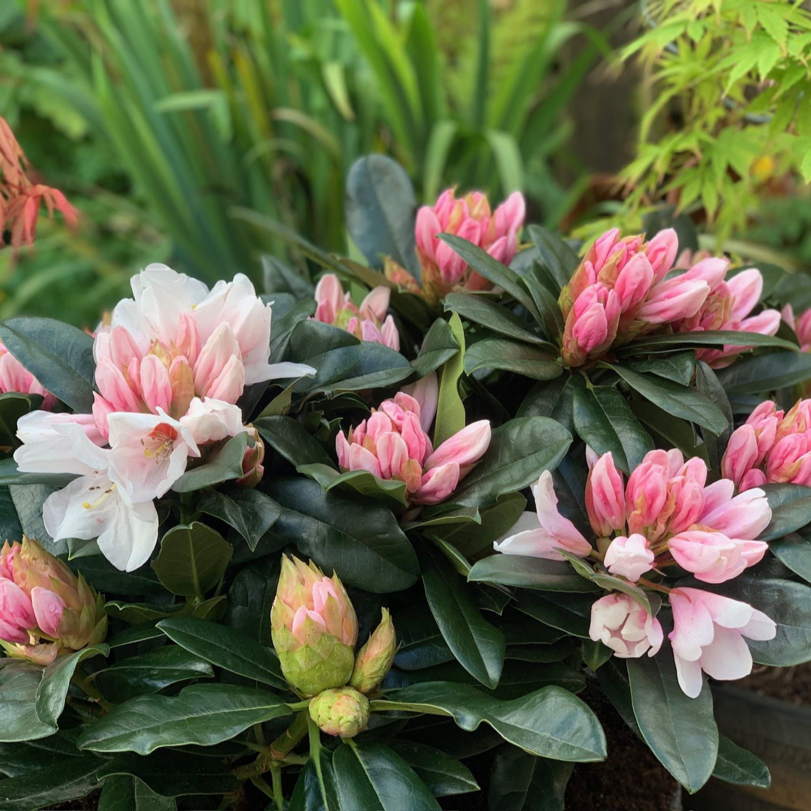 Thompson & Morgan Rhododendron XXL 23cm Pot x 1