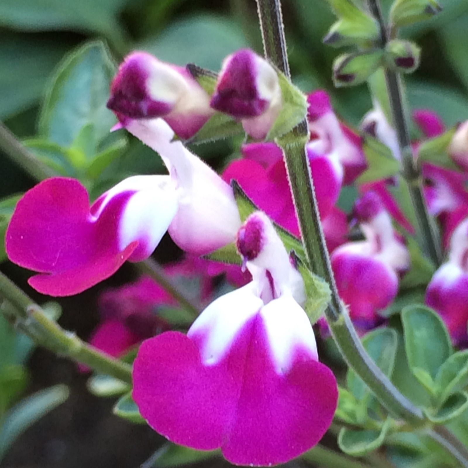 Plants 2 Gardens Salvia Purple &White Colour Palette Collection 3 x 9cm
