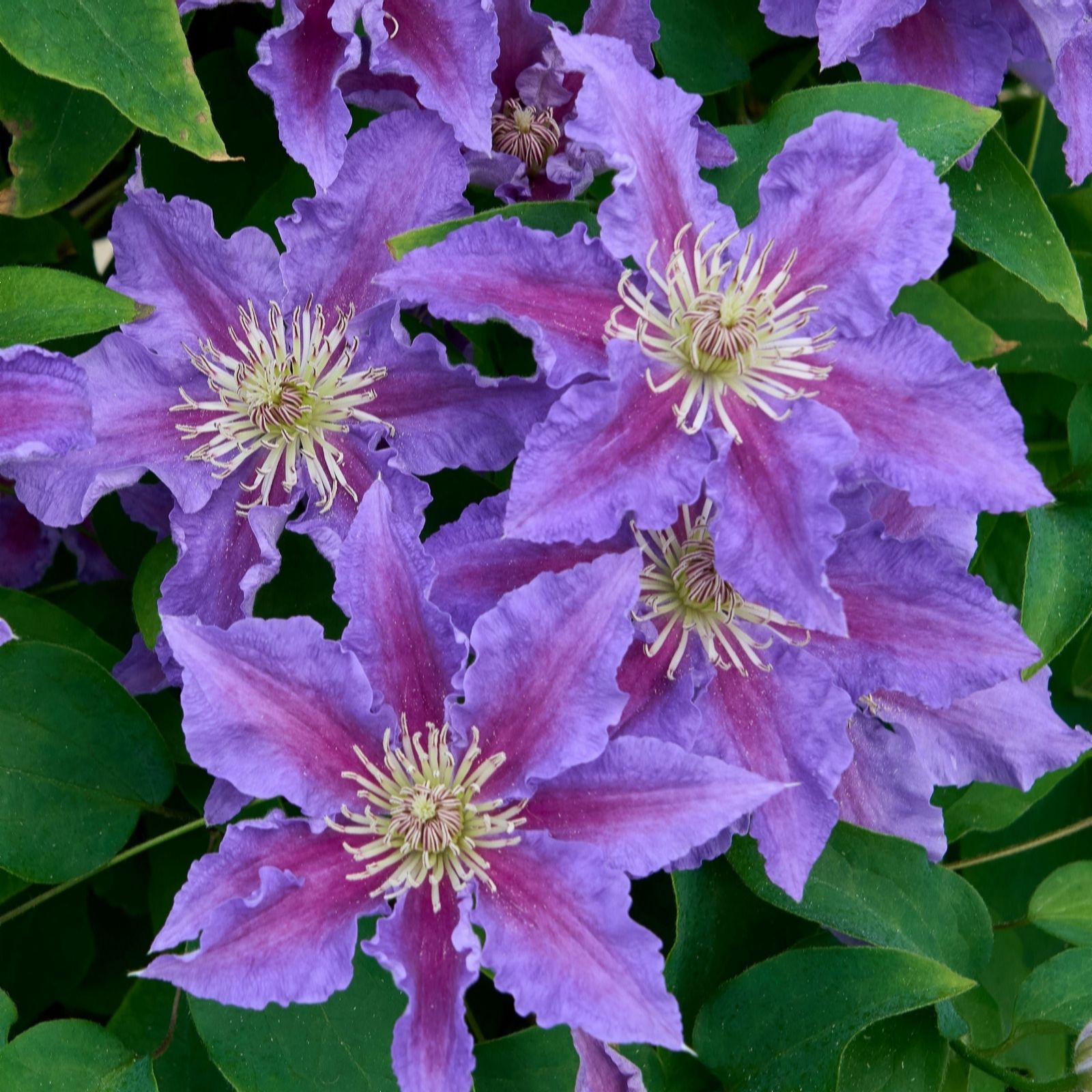 Richard Jackson Clematis Baroness Fookes