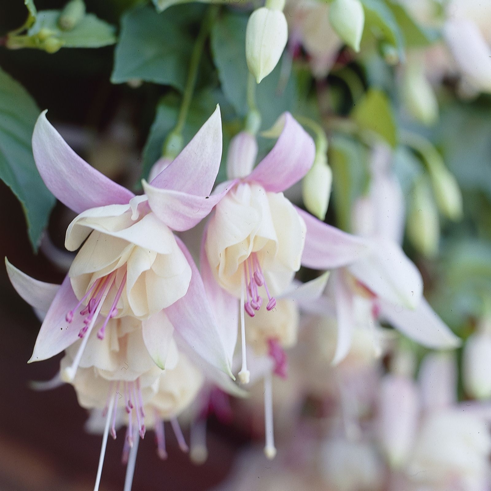 Hayloft Plants Hardy Fuchsia Collection 3 x 9cm pots