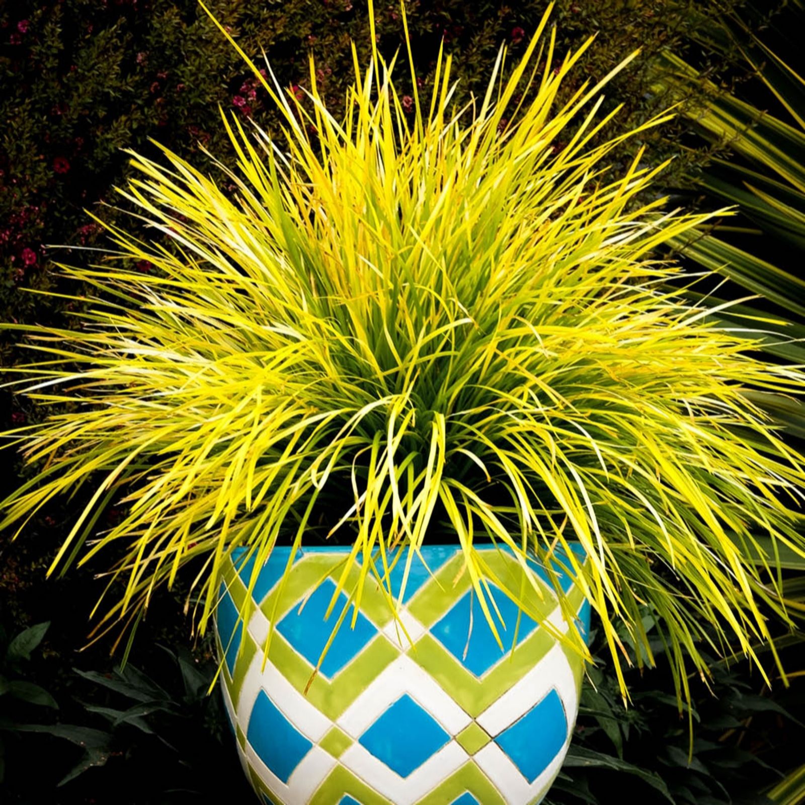 YouGarden Pair of Lomandra 'Miners Gold' in 9cm pots