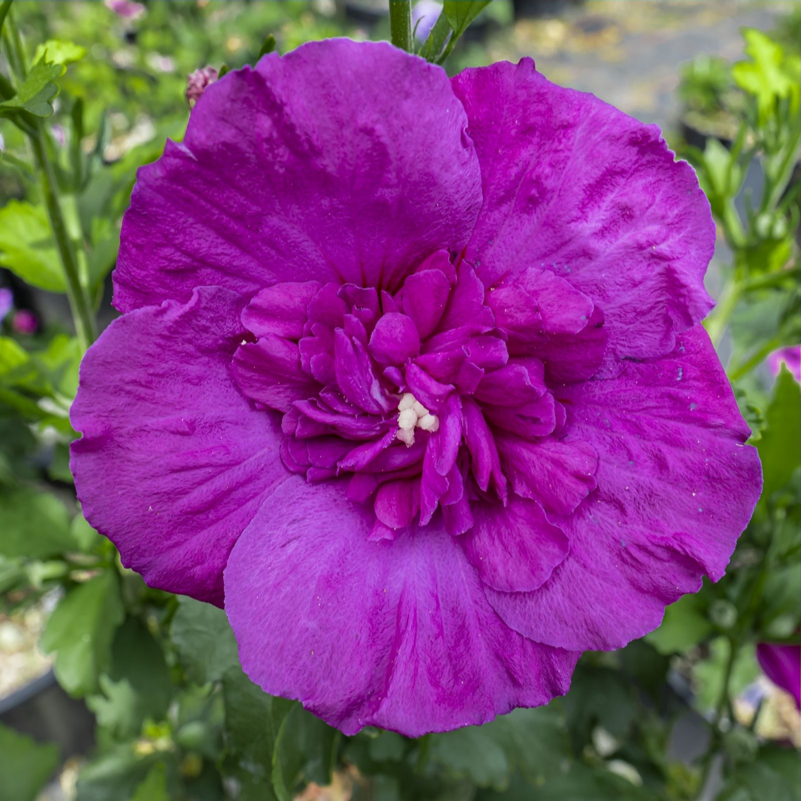 Plants2Gardens Hibiscus Purple Chiffon in 3 Litre Pot