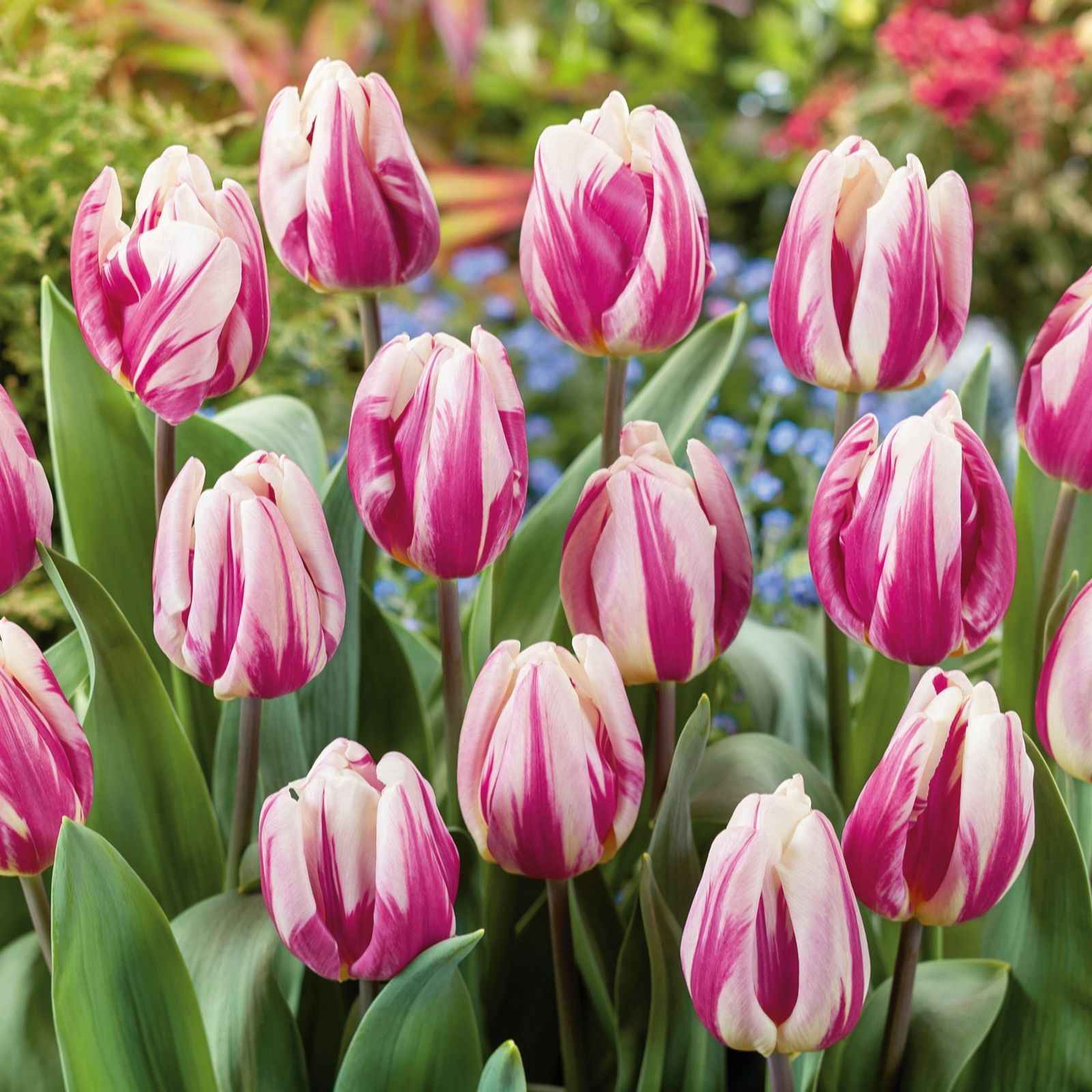 Plants2Gardens Tulip Happy Feet 20x Bulbs